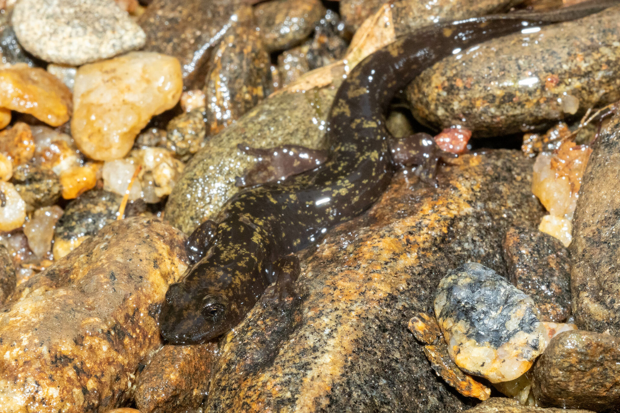A southern shovel-nosed dusky salamander among wet stream pebbles in north Georgia, dark with a flattened, wedge-shaped head.