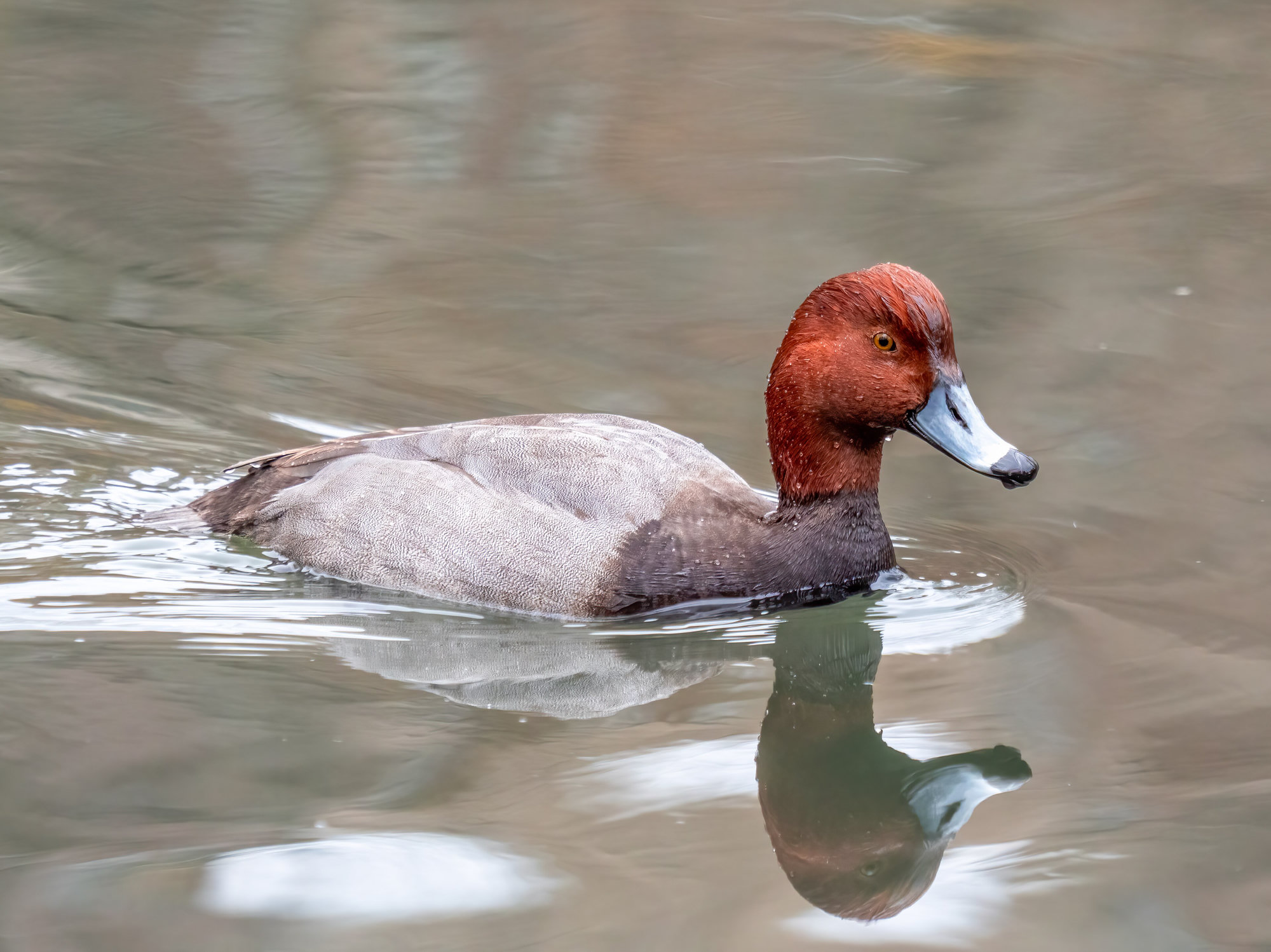 A male redhead swimming on still water, his round rufous head, yellow eye and black-tipped blue bill reflected below.
