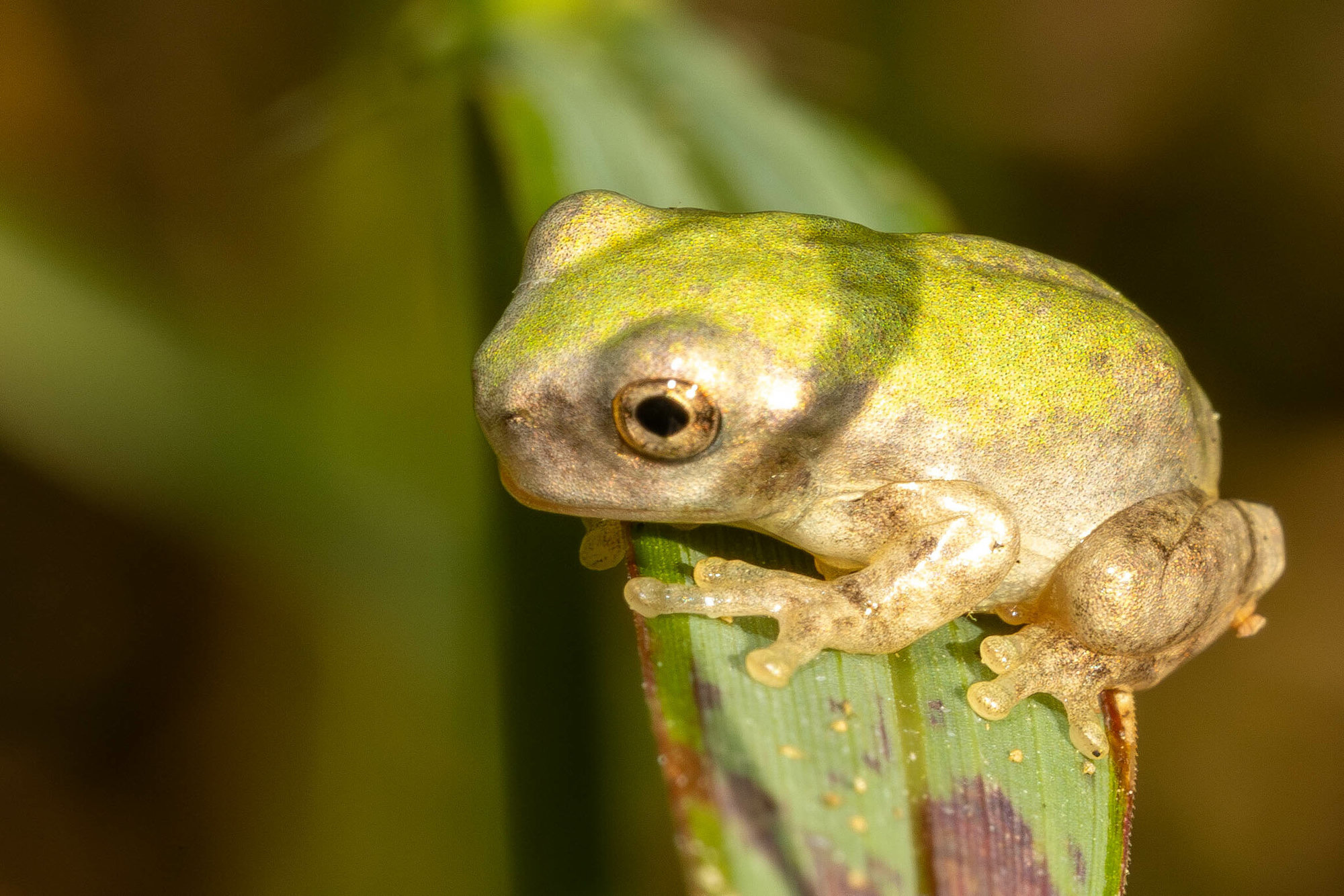 A bird-voiced treefrog perched on a leaf tip in Georgia, pale green-grey with a white spot below its eye.