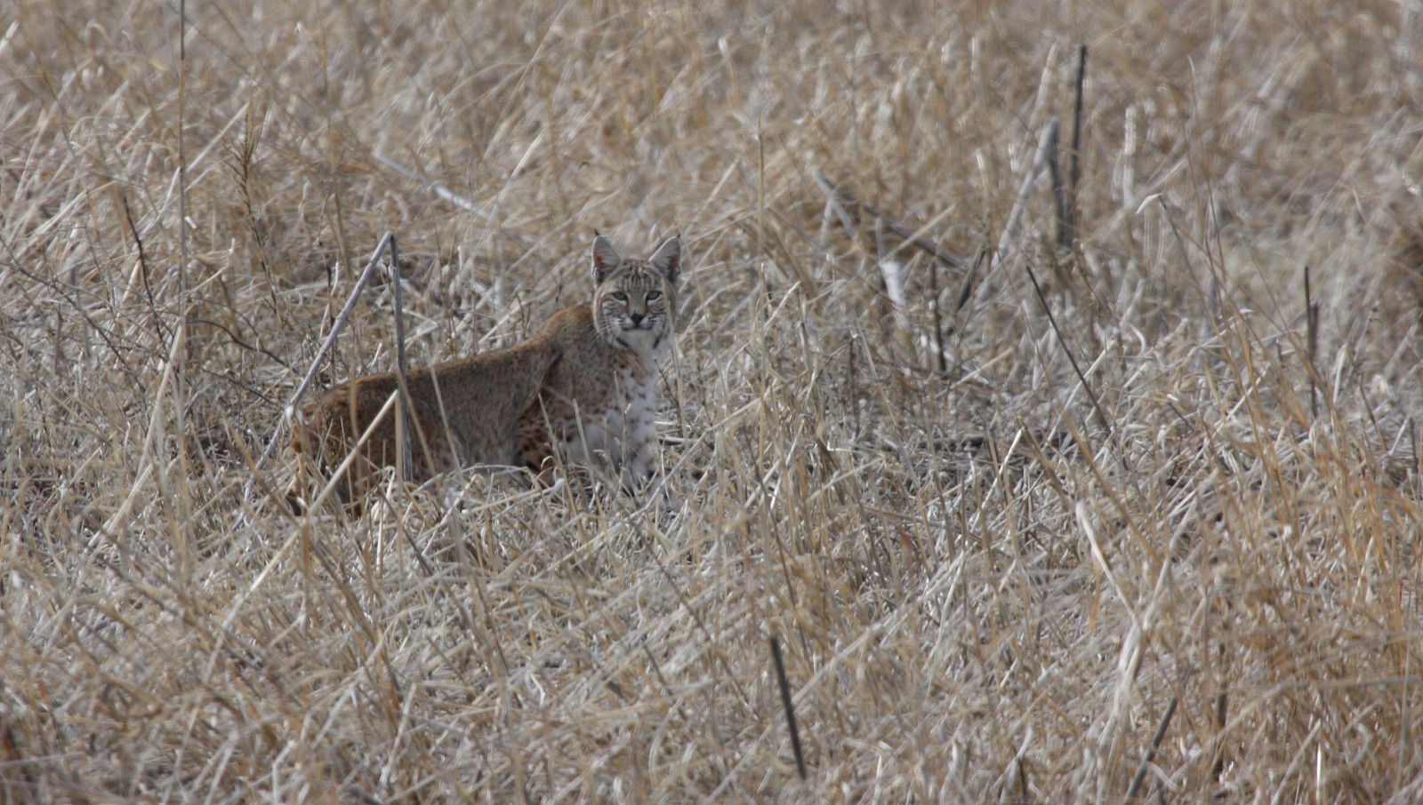 A bobcat standing in tall dry grass, looking towards the camera, its ear tufts, cheek ruff and spotted flanks visible.