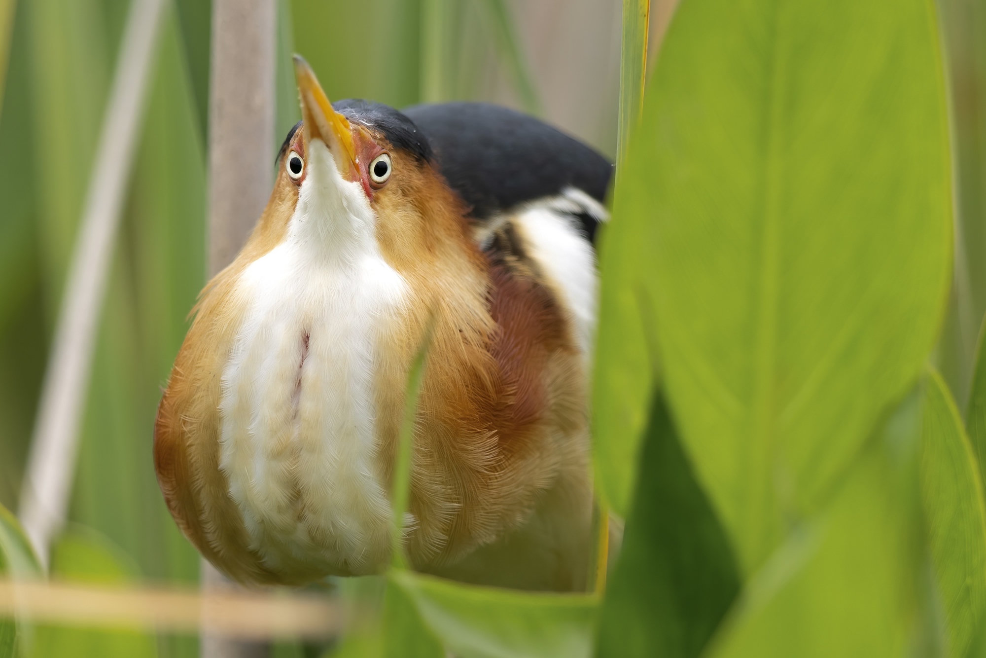 A male least bittern clinging to marsh plants, a tiny heron with a black cap and back, rich buff face and wings and a white-striped throat.