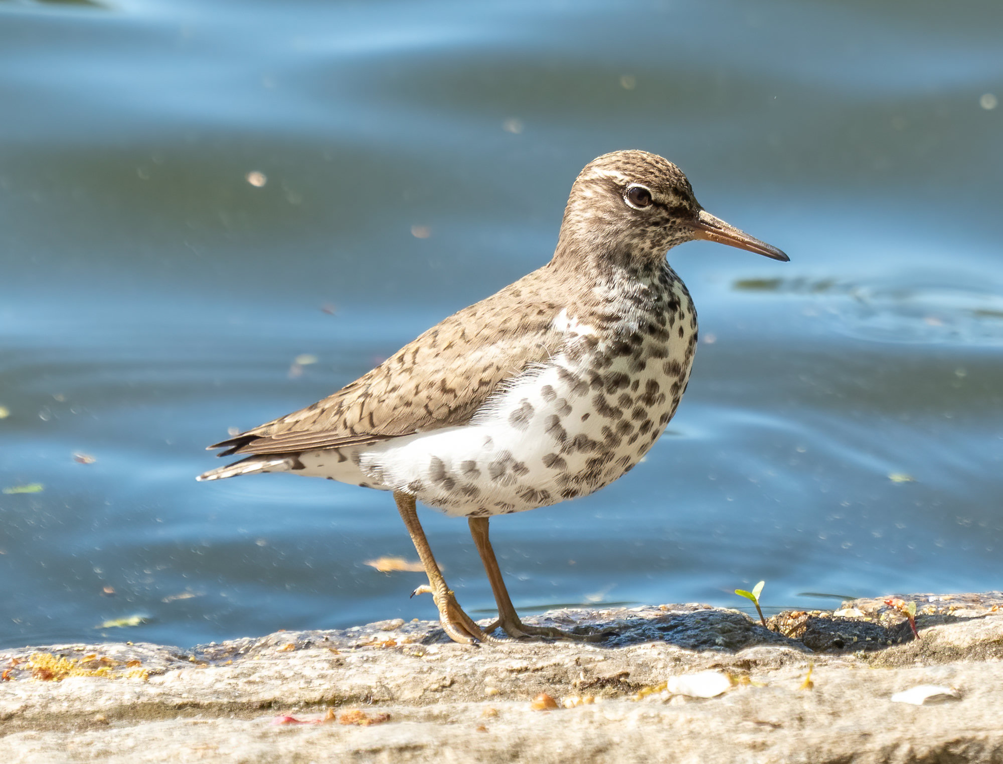 A spotted sandpiper in breeding plumage standing on a rock by the water, its white breast covered in bold dark spots.