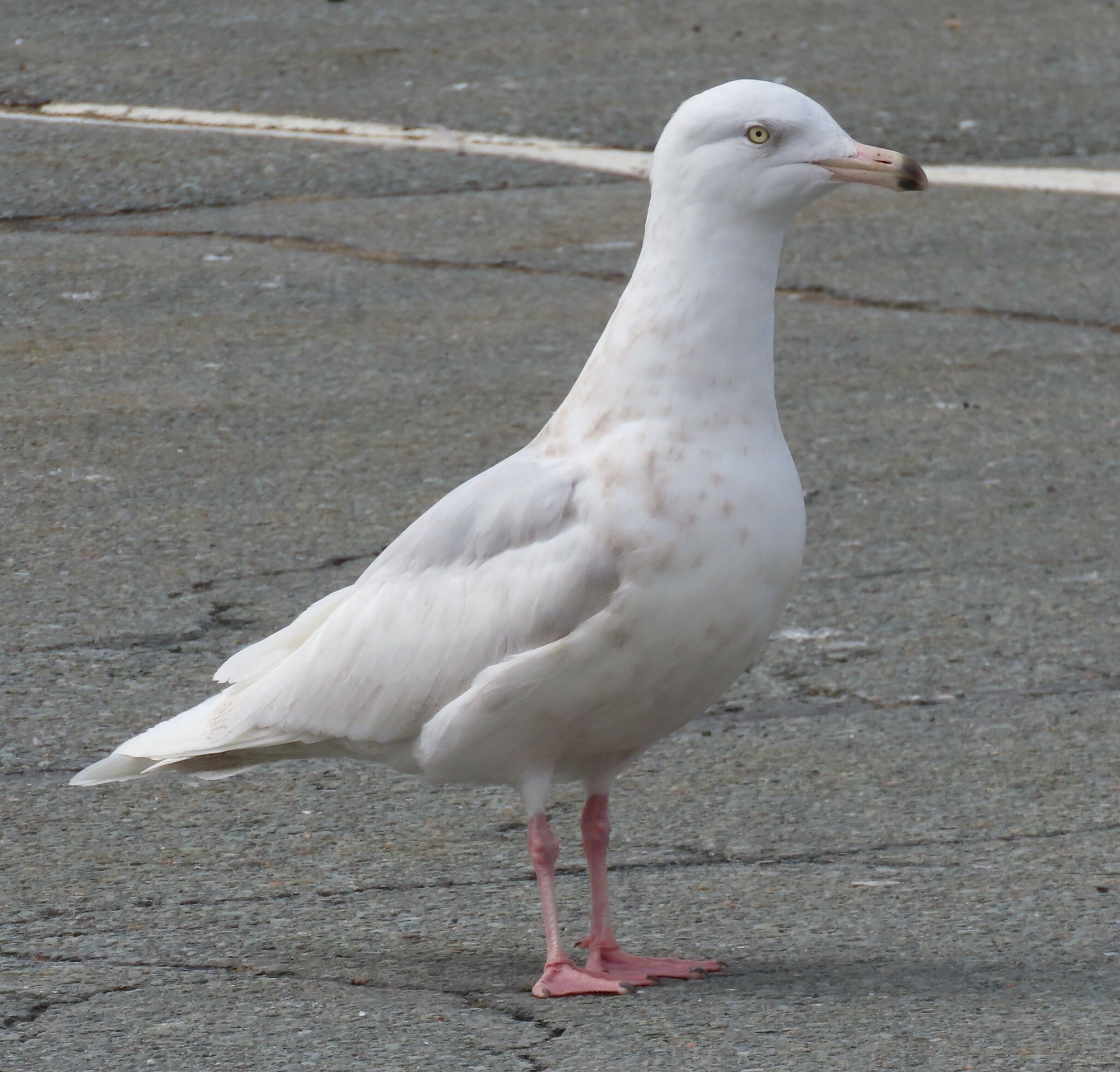 A pale young glaucous gull standing on pavement, its creamy white plumage and pink, black-tipped bill clear.