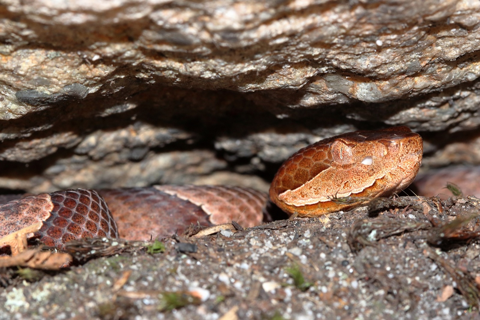 A copperhead coiled under a rock ledge, its coppery hourglass bands almost indistinguishable from the stone and leaf litter around it.