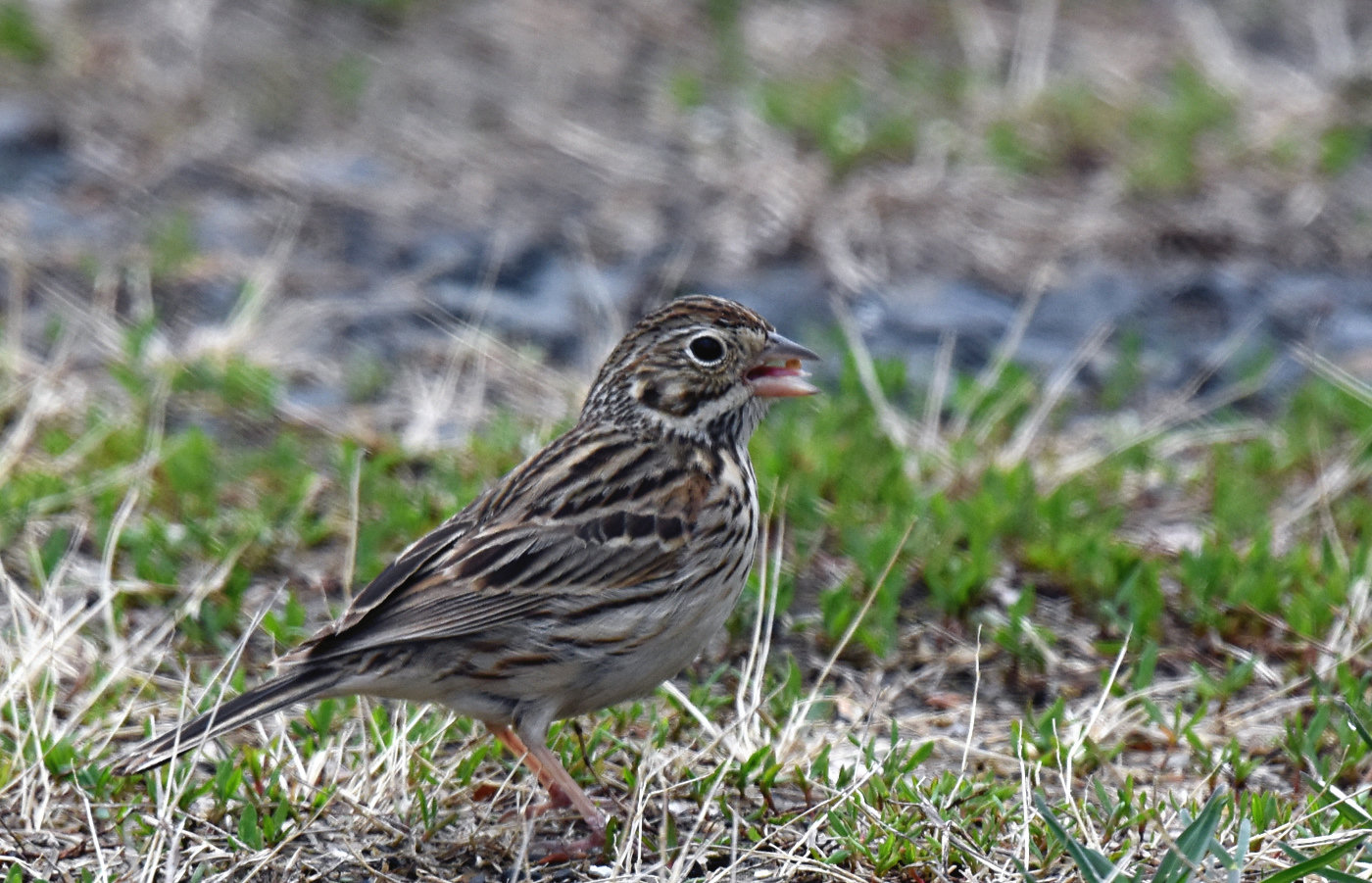 A vesper sparrow standing on short grass, a streaky brown sparrow with a white eye-ring, a pale cheek outlined in brown and fine streaks across its breast.