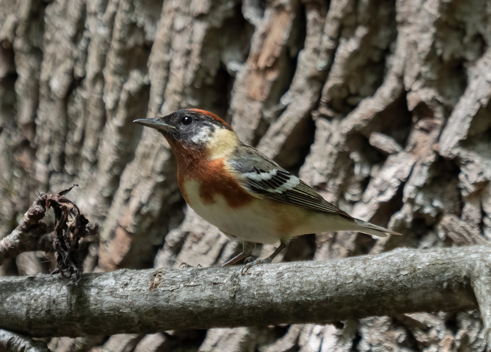 A male bay-breasted warbler perched on a branch, with a dark chestnut crown, throat and flanks, a black face, a buff patch on the side of the neck and white wing bars.