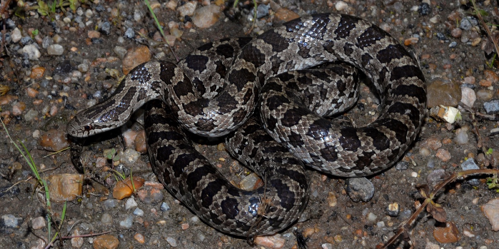A prairie kingsnake coiled on gravel at night, brown with darker blotches along its back.