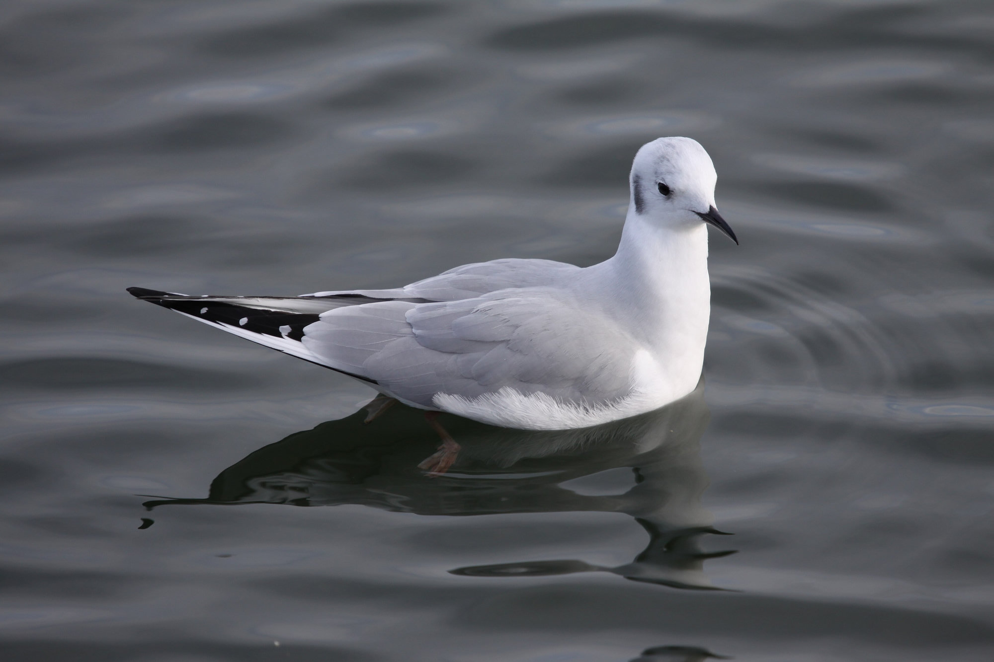 A Bonaparte's gull in winter plumage floating on dark water, its dark ear spot, black bill and black wingtips showing.