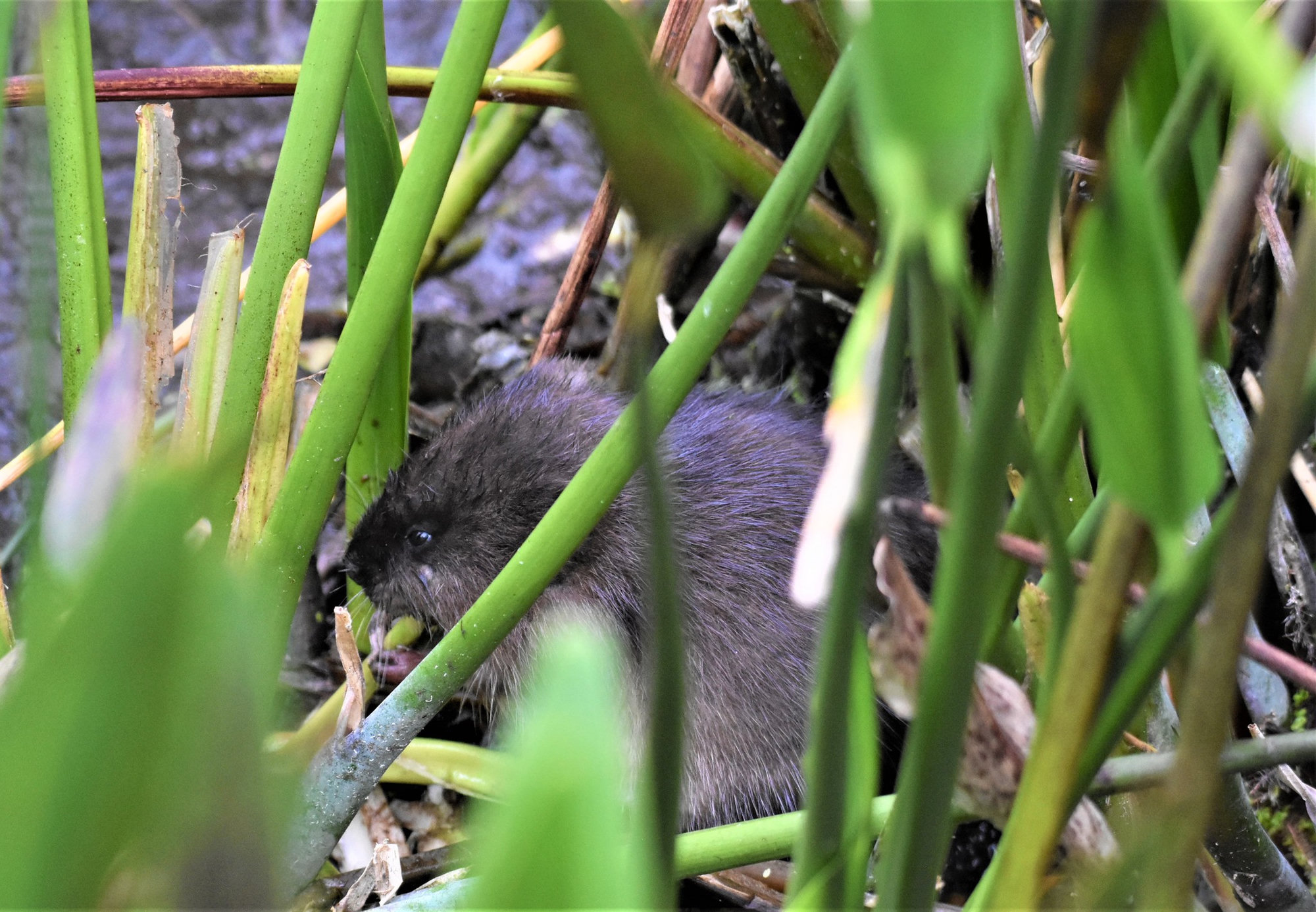 A dark round-tailed muskrat half hidden among green marsh stems.