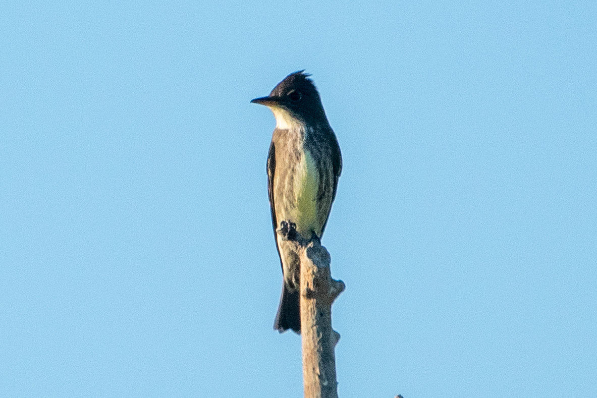 An olive-sided flycatcher perched upright at the top of a bare snag, dark grey-olive with a white stripe down the centre of its breast like an unbuttoned vest.