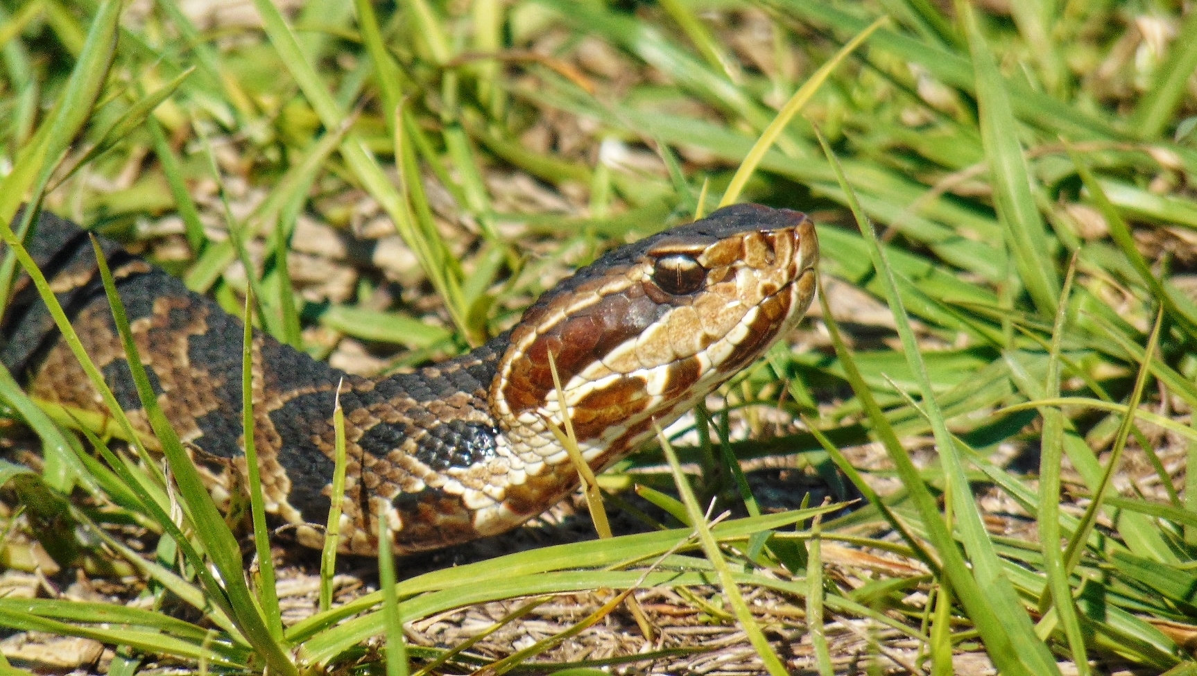 A Florida cottonmouth resting in green grass, its thick banded body and broad head marked with a dark stripe through the eye.