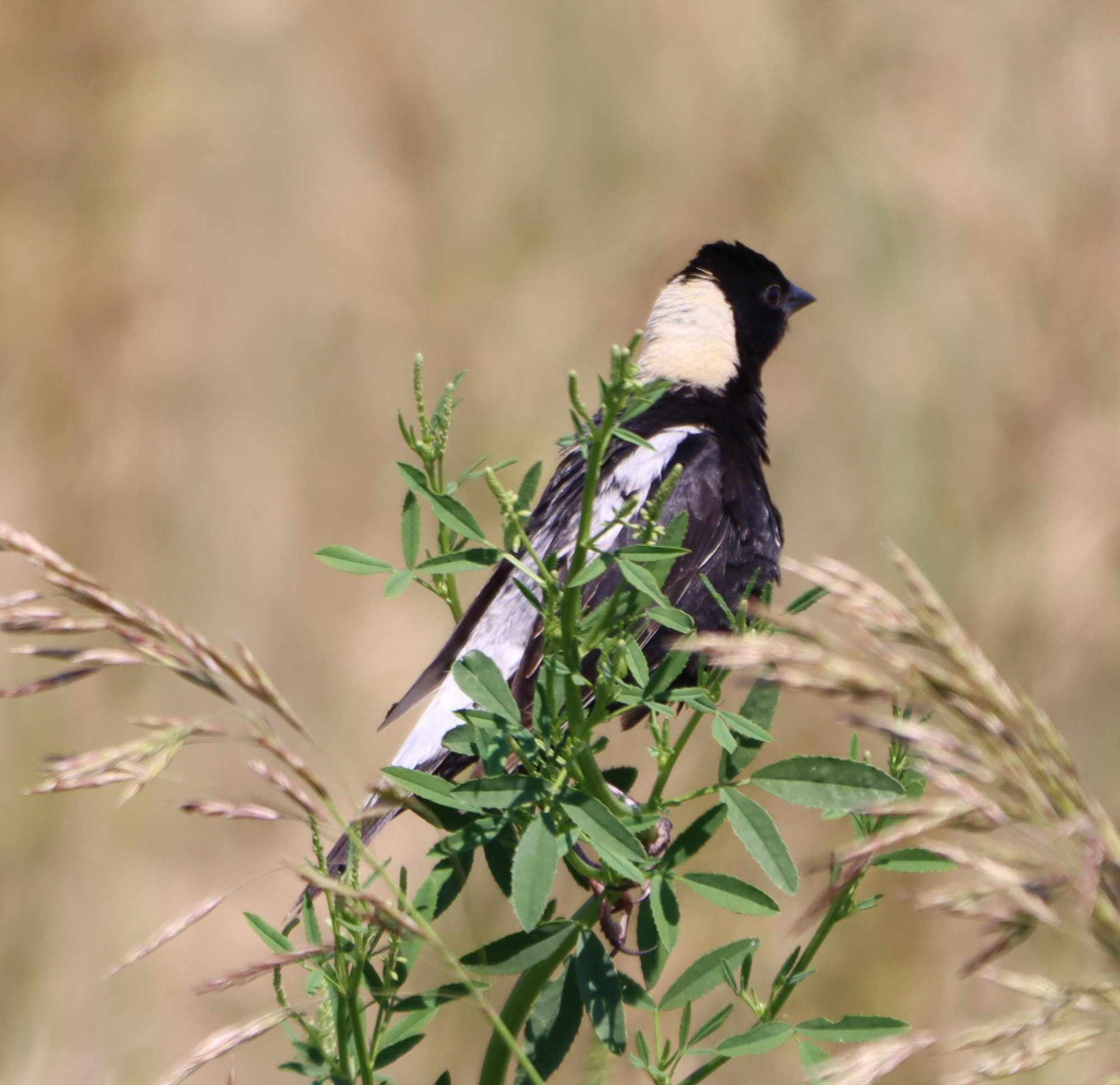 A male bobolink in breeding plumage perched in a meadow, black below with a creamy buff nape and white patches on its back and wings.