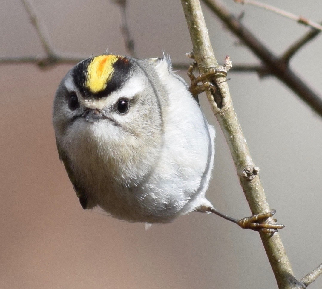 A golden-crowned kinglet clinging to a twig in Georgia, a tiny, round olive-grey bird with a bold black-and-white striped face and a bright yellow crown stripe.