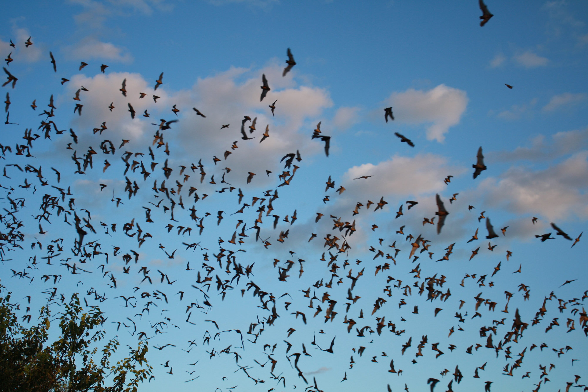 Thousands of Brazilian free-tailed bats streaming from a cave into a blue evening sky.