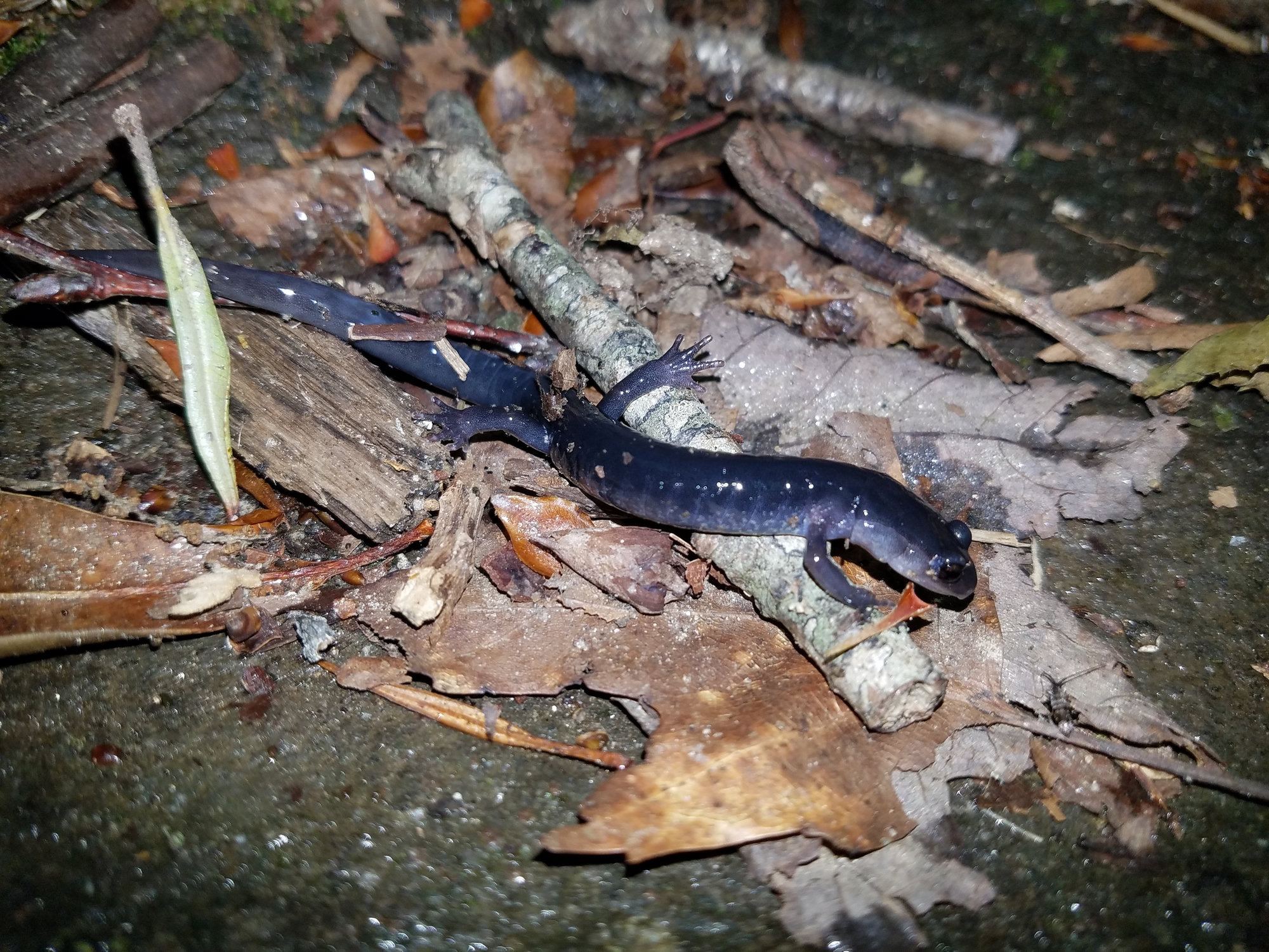 A Chattahoochee slimy salamander crawling over twigs and dead leaves in north Georgia, glossy black with small white flecks.