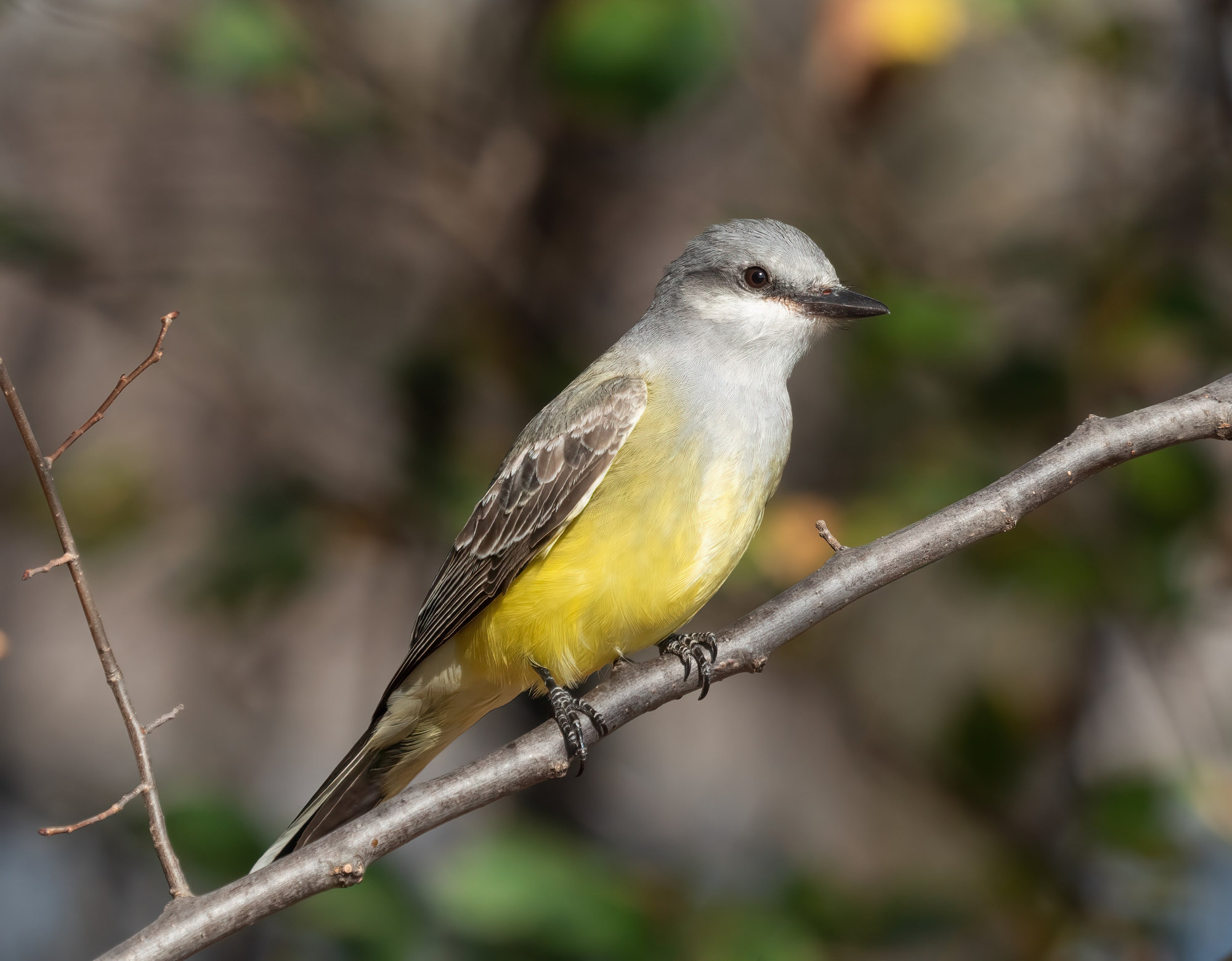 A western kingbird perched on a thin branch, with a pale grey head and breast, a bright yellow belly, grey-brown wings and a black tail.