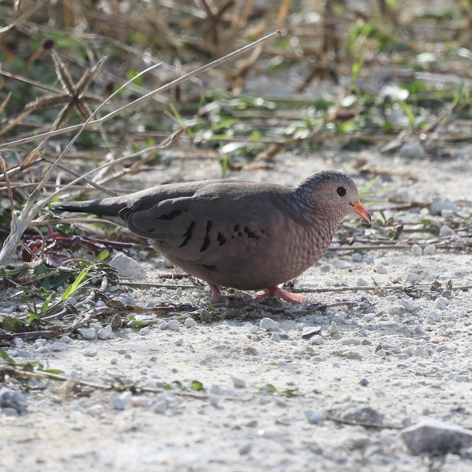 A common ground-dove walking on sandy ground among dry twigs, its scaly grey-pink breast and small size clear.
