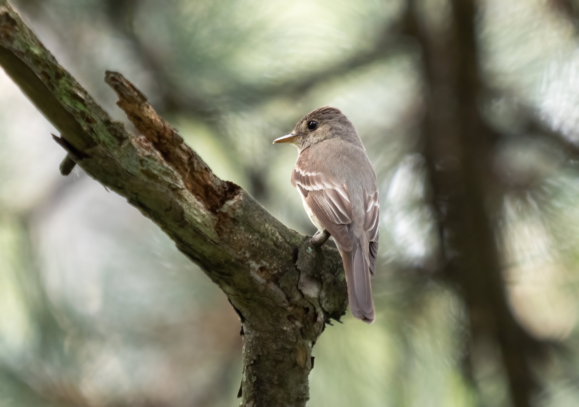 An eastern wood-pewee perched on a broken branch, a plain grey-olive flycatcher with two pale wing bars and an orange lower bill.