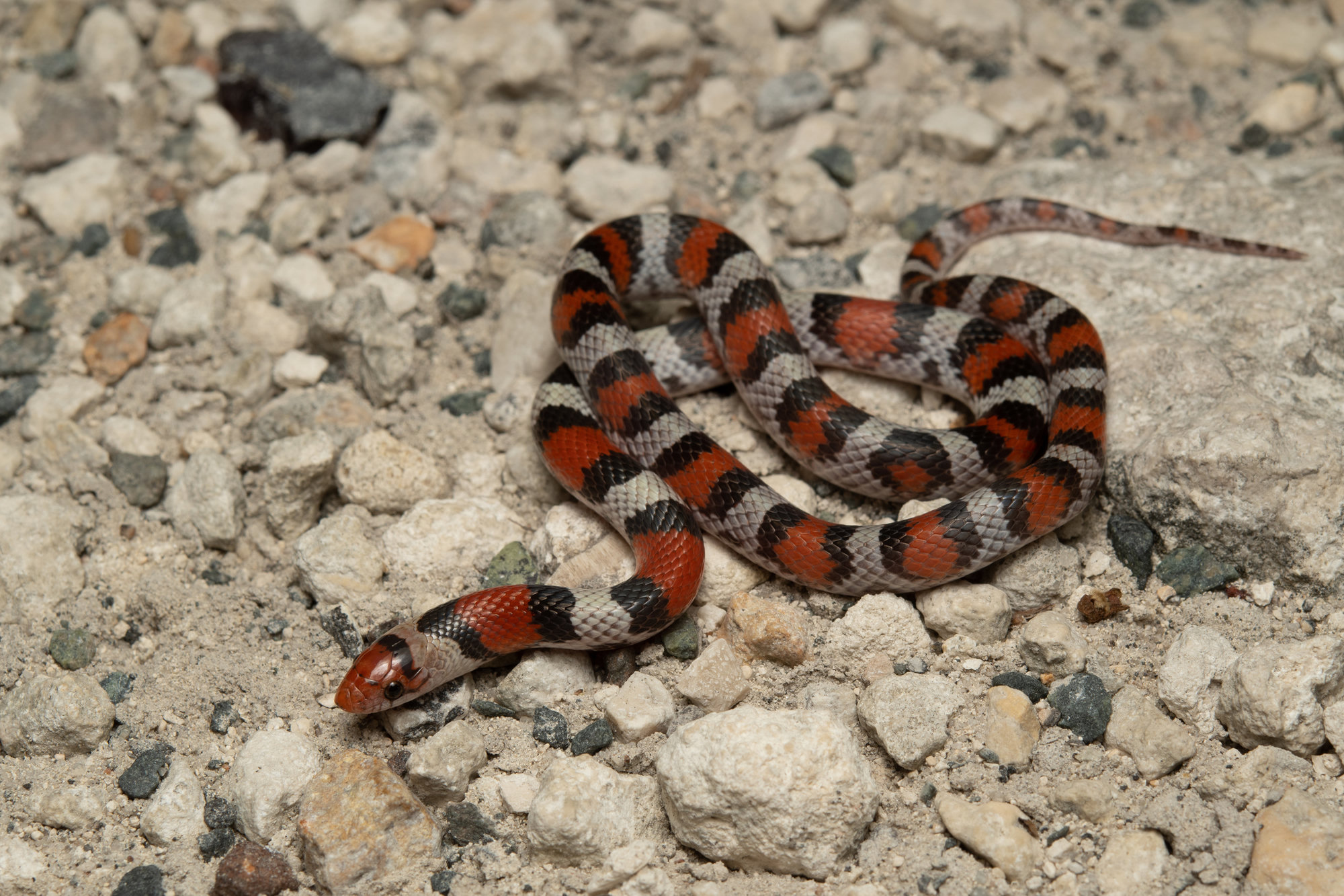 A scarletsnake coiled on pale gravel, banded in red, black and cream, with a pointed red snout.