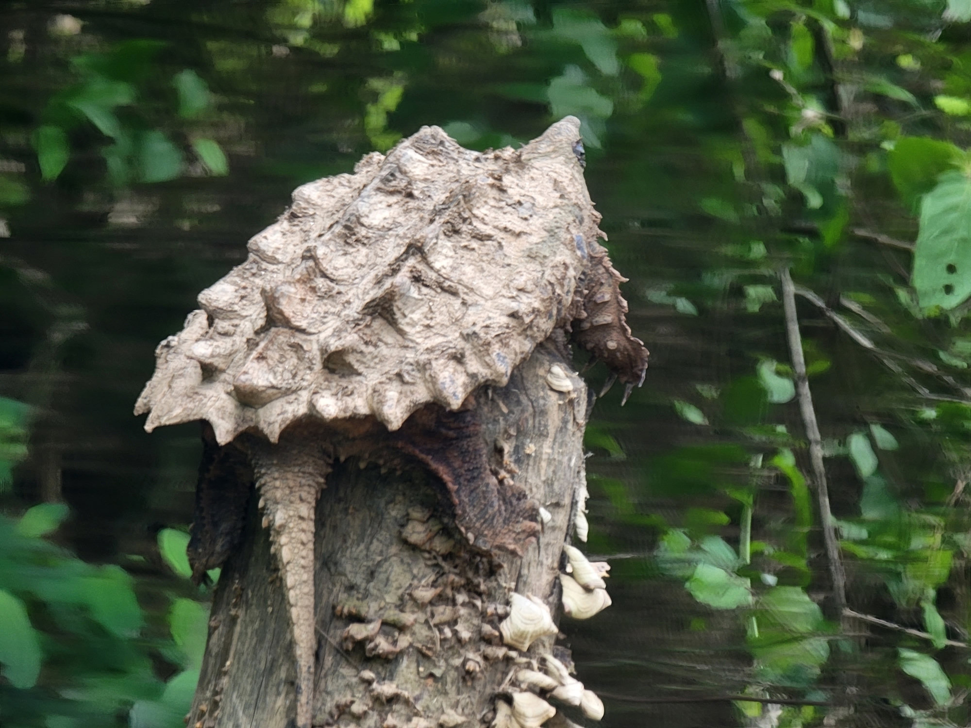 An alligator snapping turtle climbing a stump in a Georgia swamp, its huge ridged shell and long tail in view.