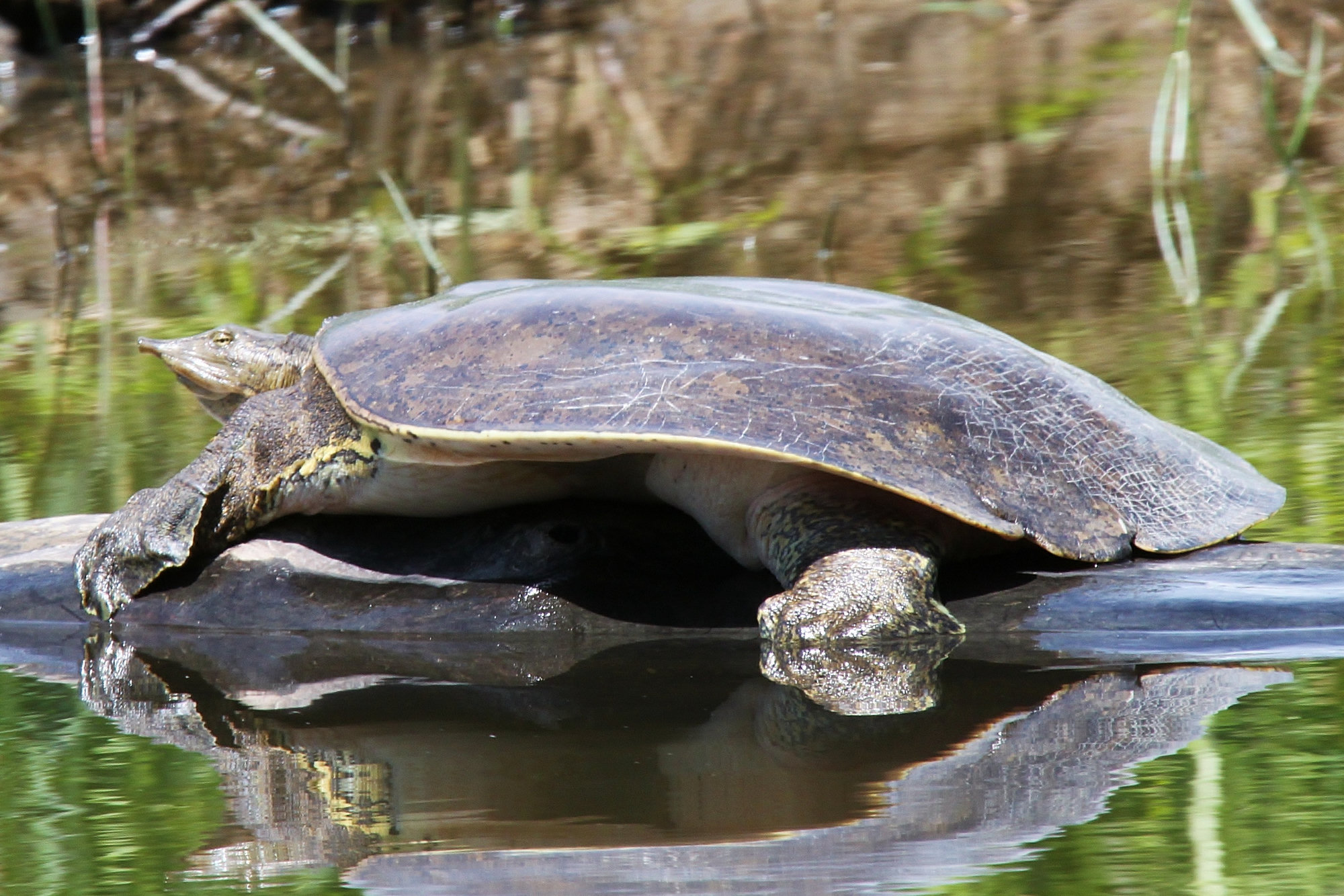 A spiny softshell basking on a log above still water, its flat, rounded shell and long snout in profile.