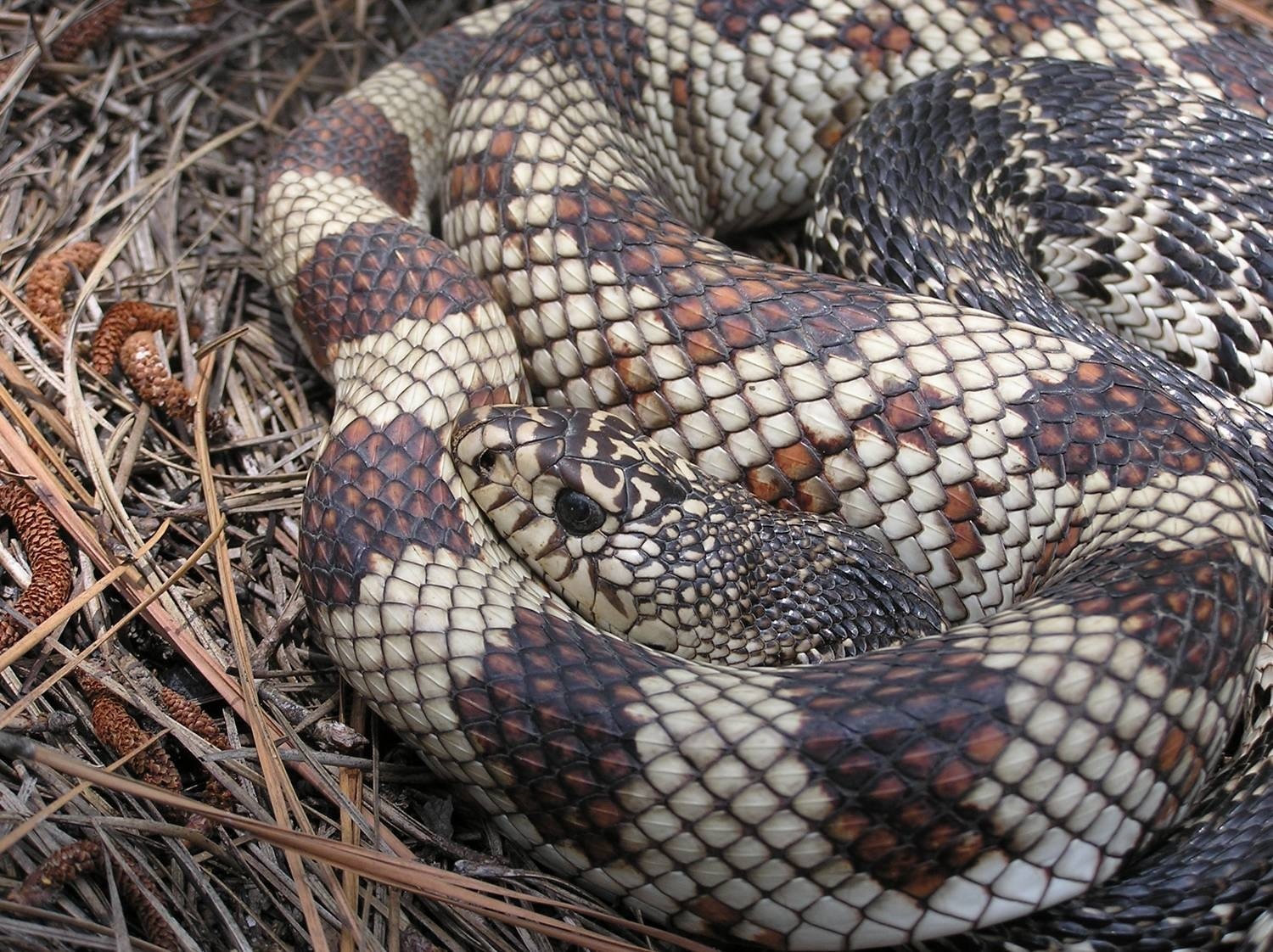 A pine snake coiled on pine needles, cream with bold dark brown and reddish blotches.