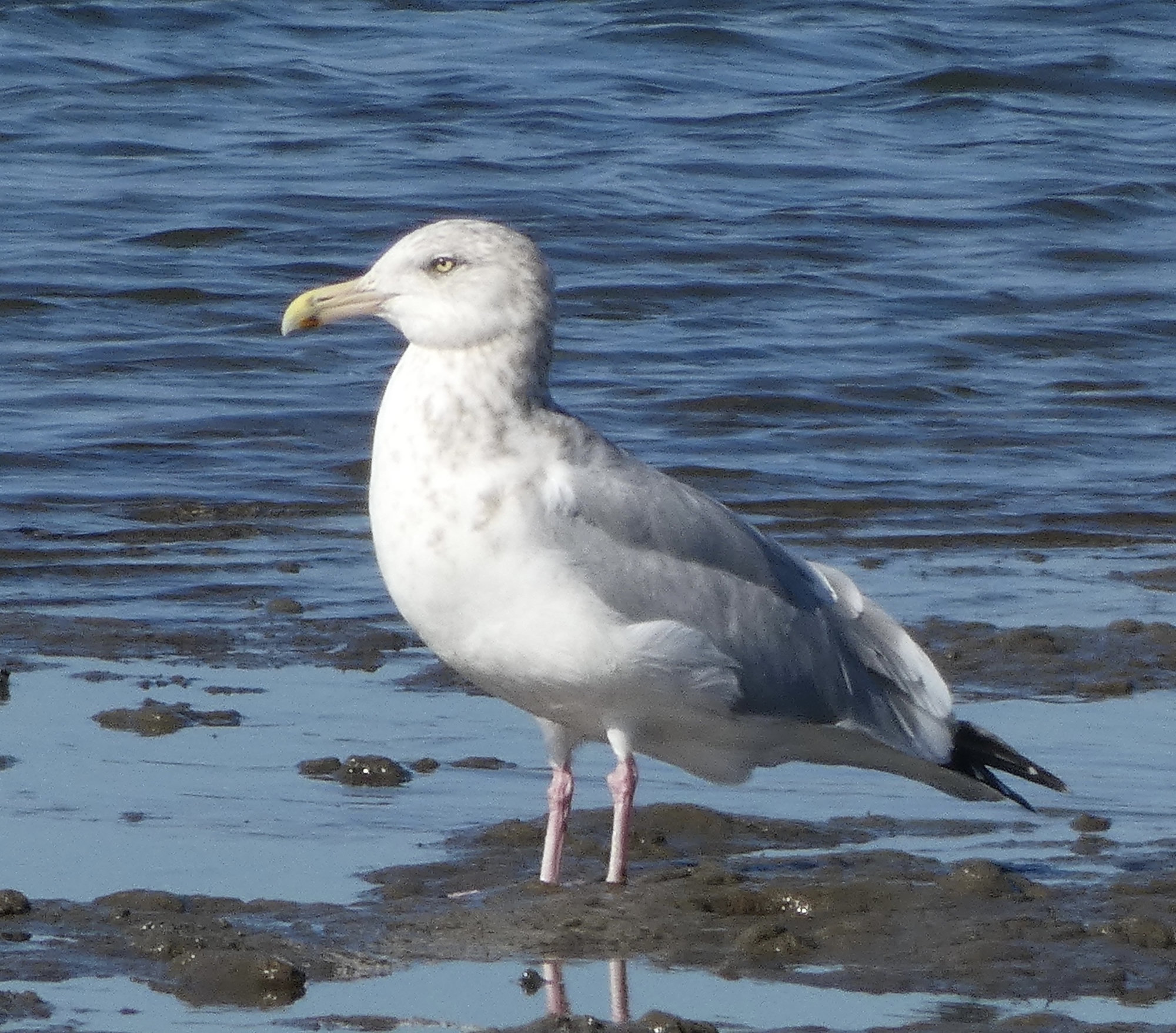 An adult American herring gull standing in shallow water, white with pale grey wings tipped in black, pink legs and a yellow bill with a red spot near the tip.