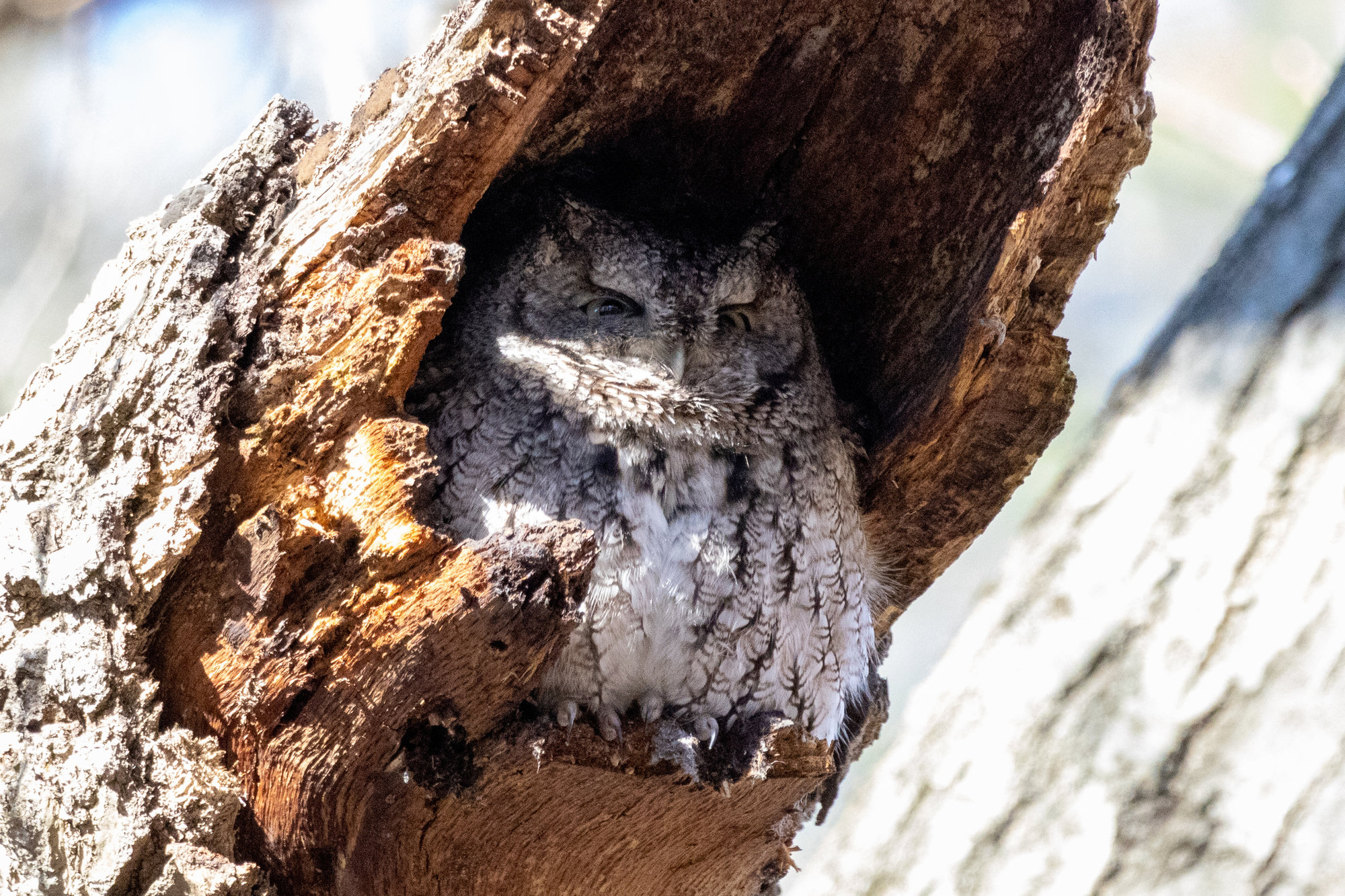 A grey eastern screech-owl resting in the hollow of a tree, its bark-patterned feathers, small ear tufts and half-closed eyes blending with the wood.