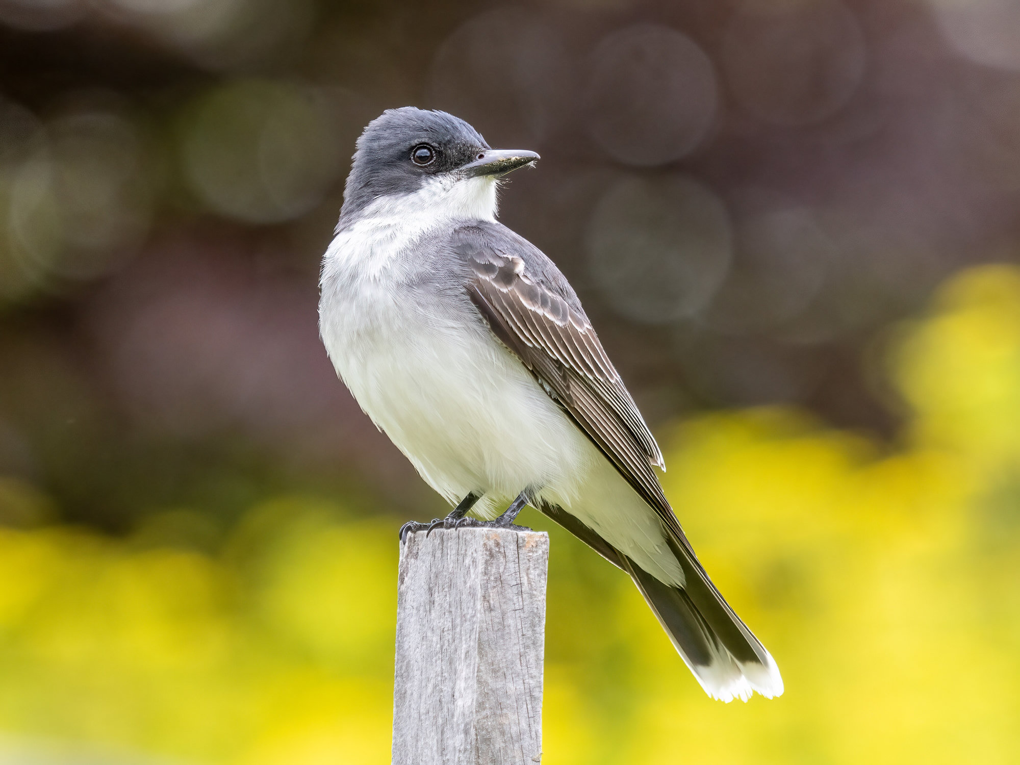 An eastern kingbird perched on a post, dark slate-grey above and clean white below, with a white band across the tip of its black tail.