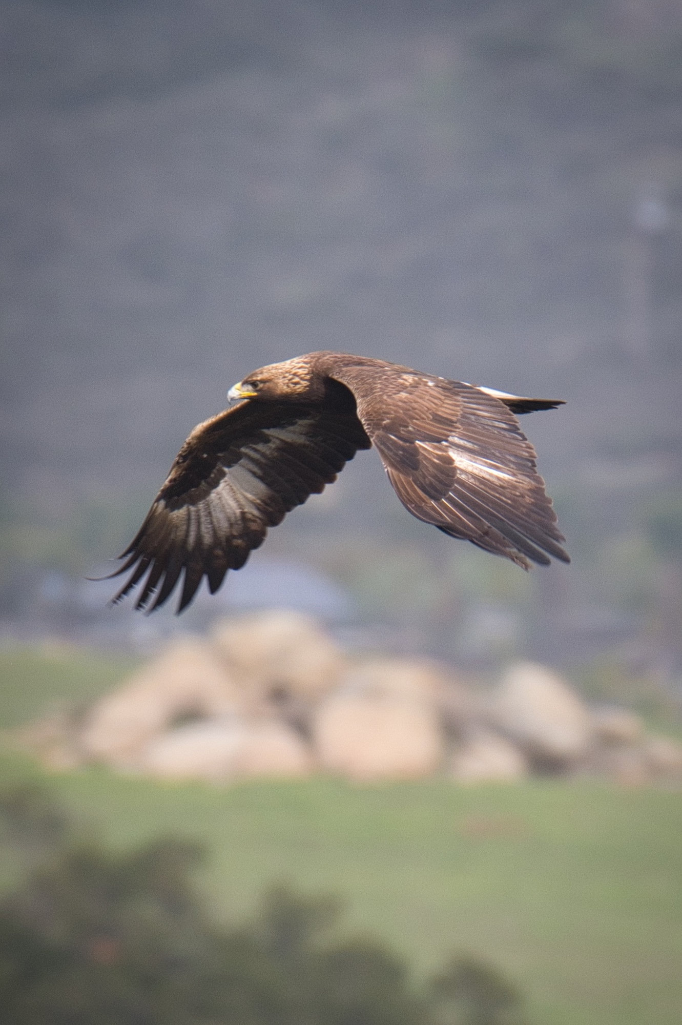A golden eagle flying low over a hillside, dark brown all over with long, broad wings and golden feathers on the back of its head.