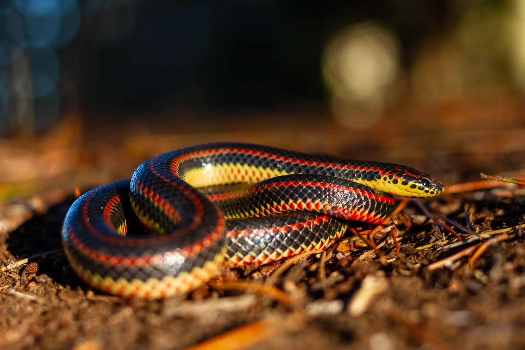 A rainbow snake coiled on damp ground, glossy blue-black with red stripes and a yellow chin and belly.