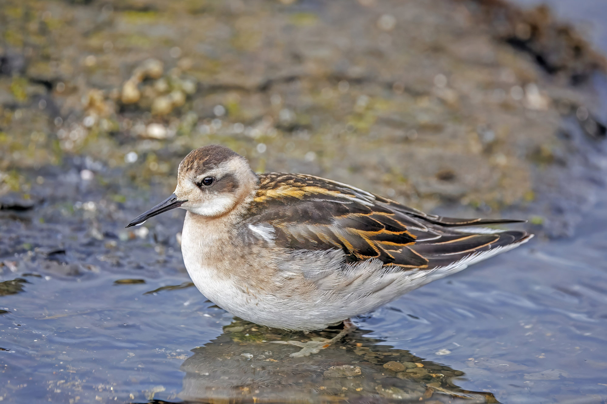 A red-necked phalarope in breeding plumage standing in shallow water, its rusty neck and gold-striped back glowing.