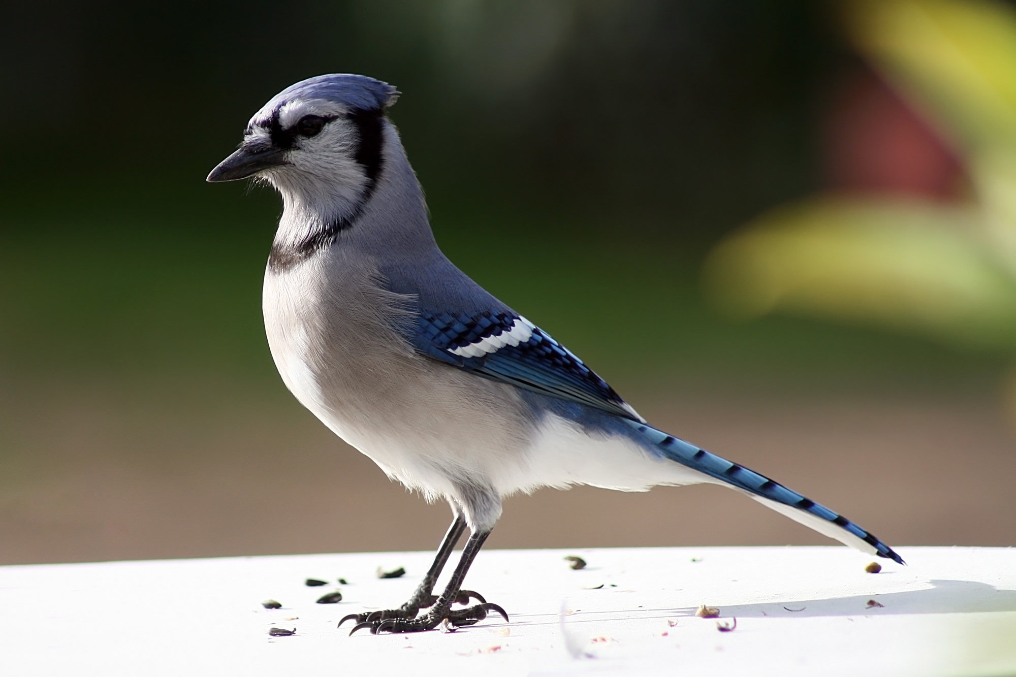 A blue jay standing on a railing, bright blue above with black-and-white barred wings and tail, a pale grey breast, a crest and a black necklace.