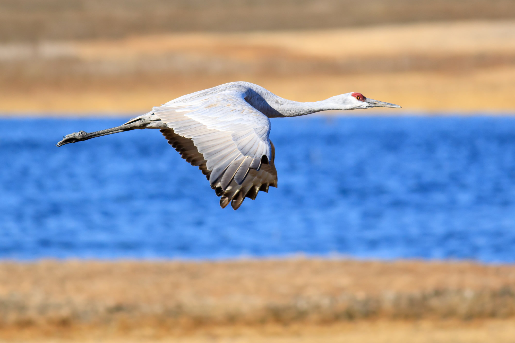 A sandhill crane in flight low over blue water, its long neck outstretched and red crown bright.