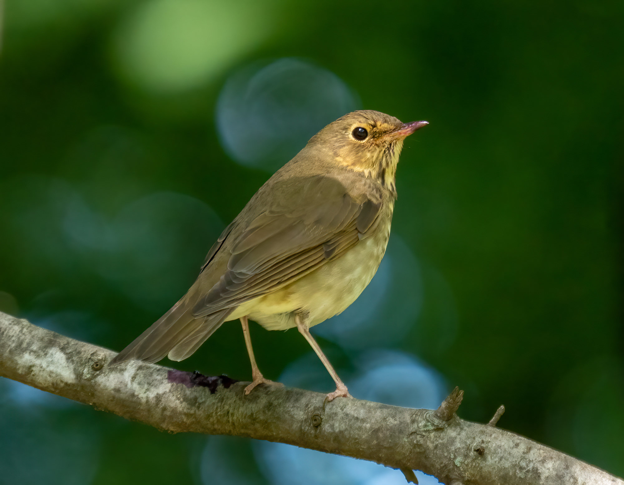 A Swainson's thrush perched on a branch, olive-brown above with bold buff spectacles around its eye and a buff-washed breast.
