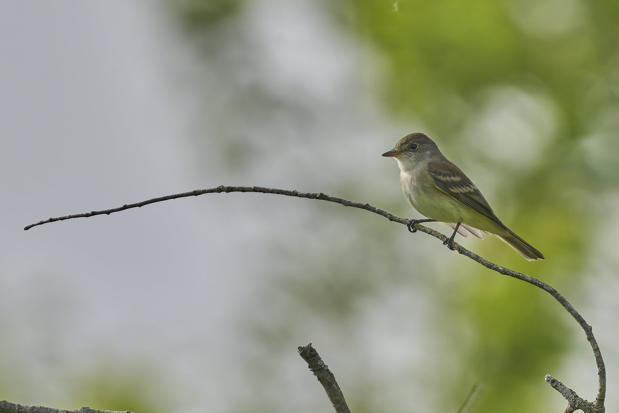A willow flycatcher perched on a curving twig, a plain brownish-olive flycatcher with a whitish throat, pale wing bars and almost no eye-ring.