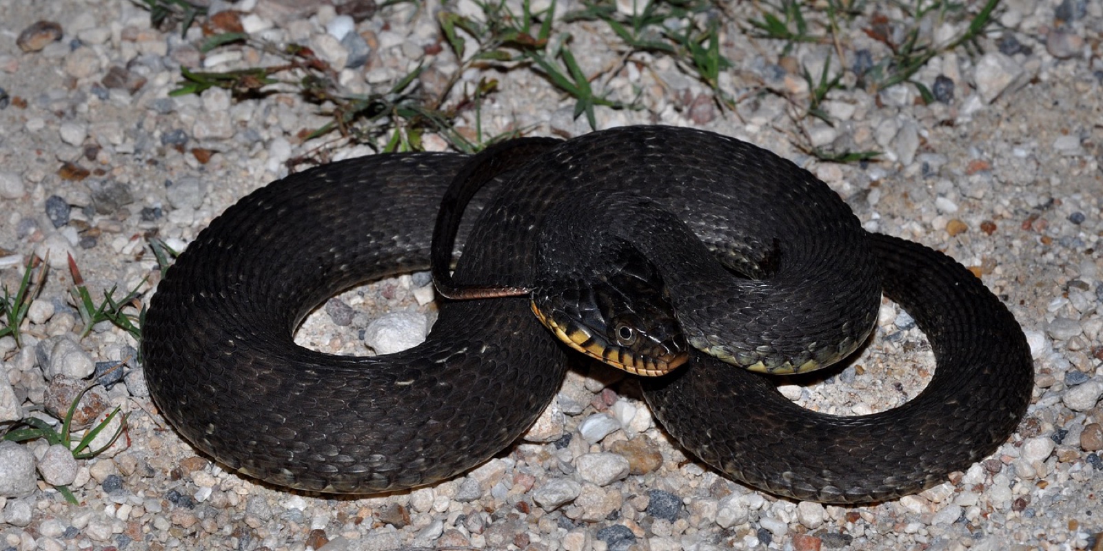 A plain-bellied watersnake coiled on gravel, dark above with a pale belly edge showing and a round pupil.