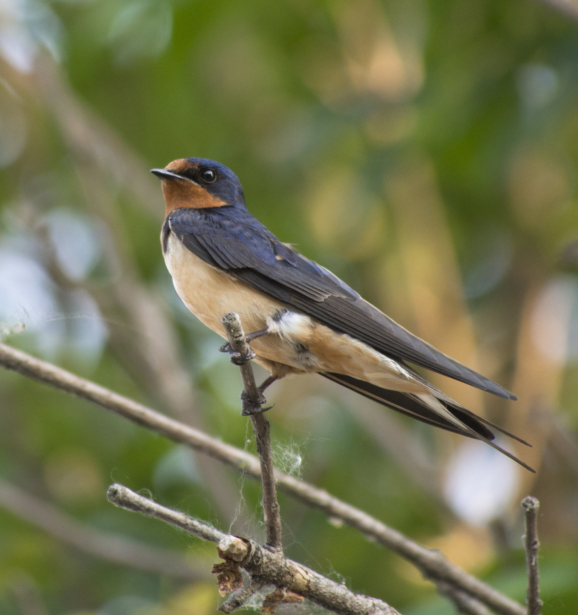 A barn swallow perched on a twig, glossy steel-blue above with a rusty-red throat and forehead, cinnamon underparts and long, forked tail streamers.