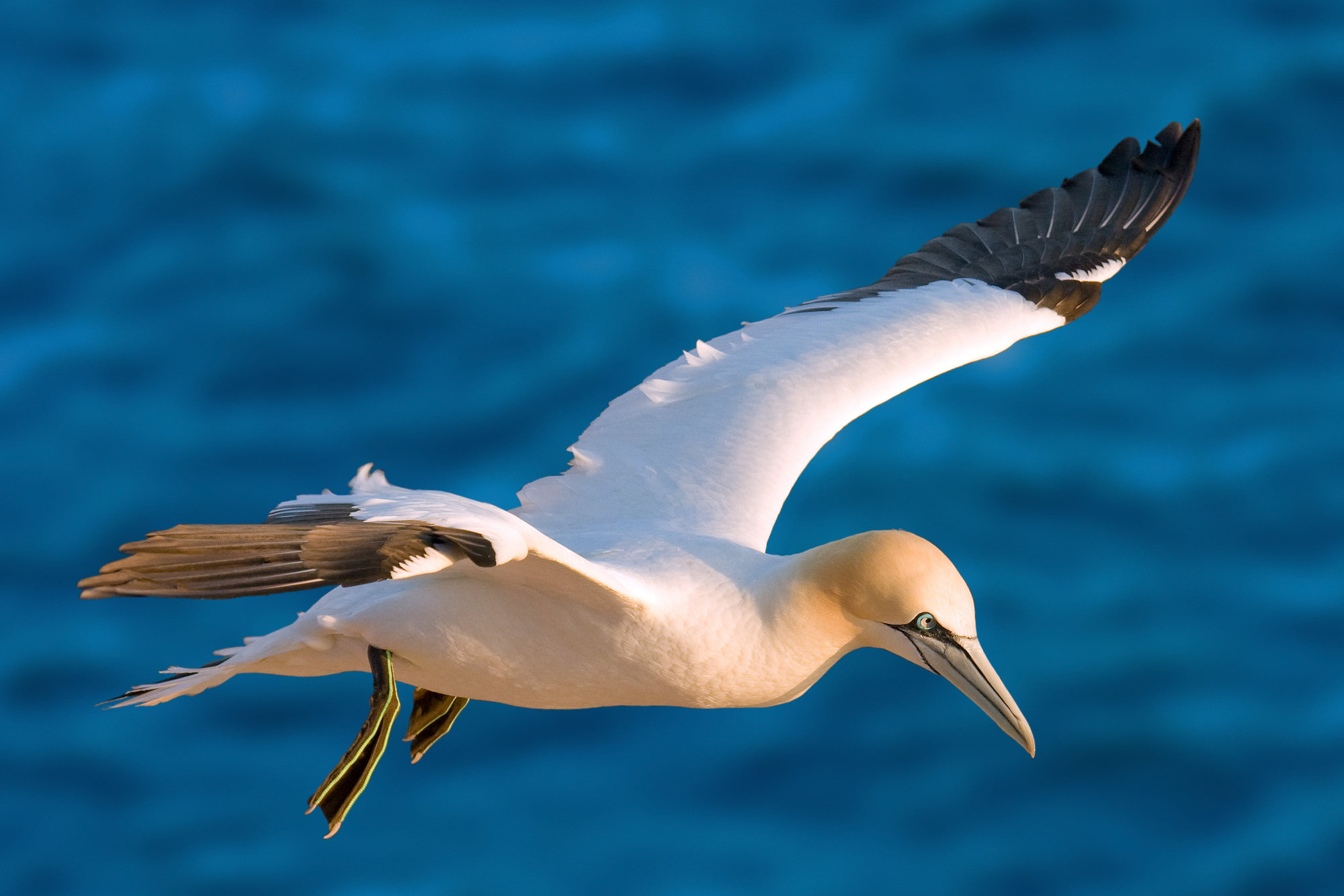 An adult northern gannet gliding low over blue sea, white with black wingtips and a buff-yellow wash on its head.