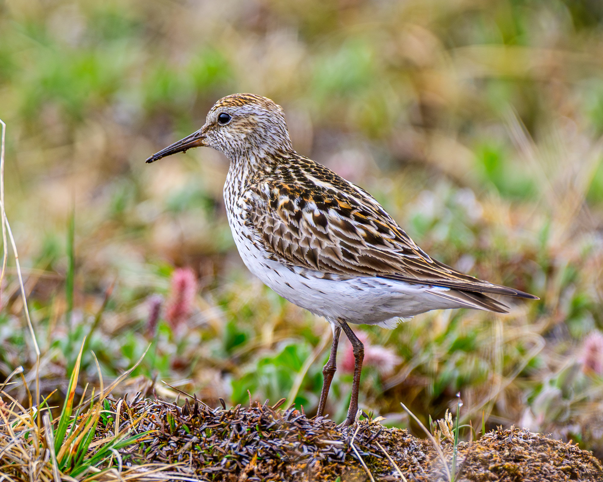 A white-rumped sandpiper standing on mossy tundra, its streaked breast, long wings and dark bill in profile.