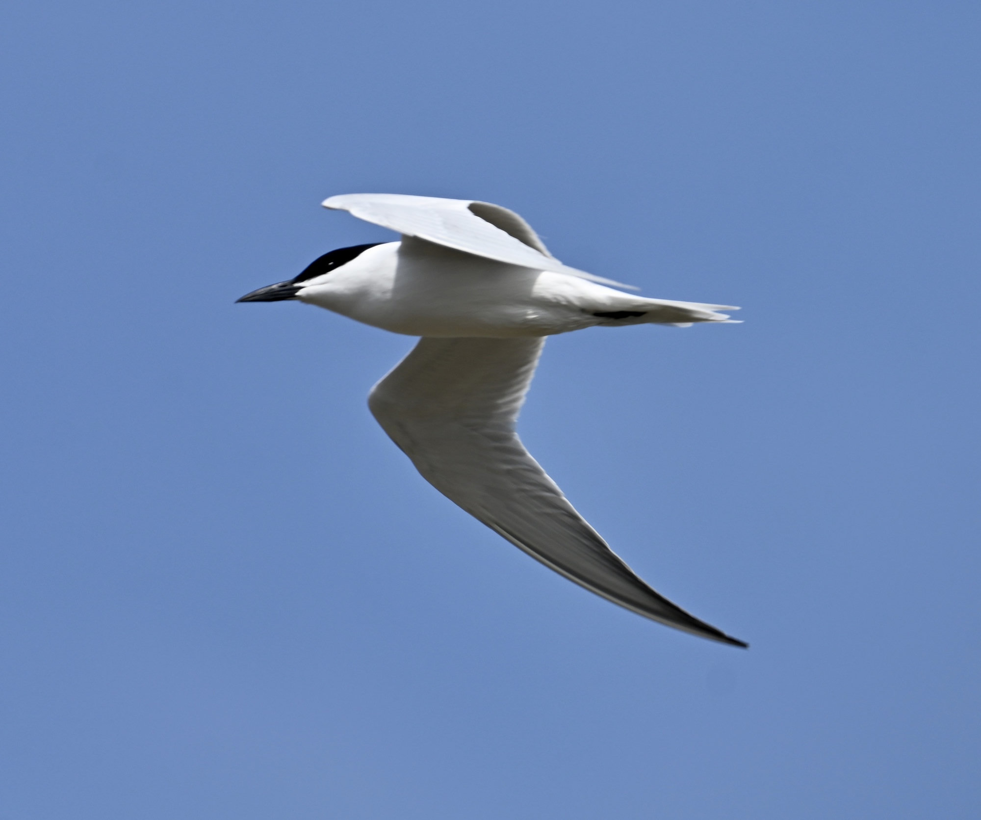 A gull-billed tern in flight against a blue sky, its pale grey wings, black cap and short, thick black bill showing.