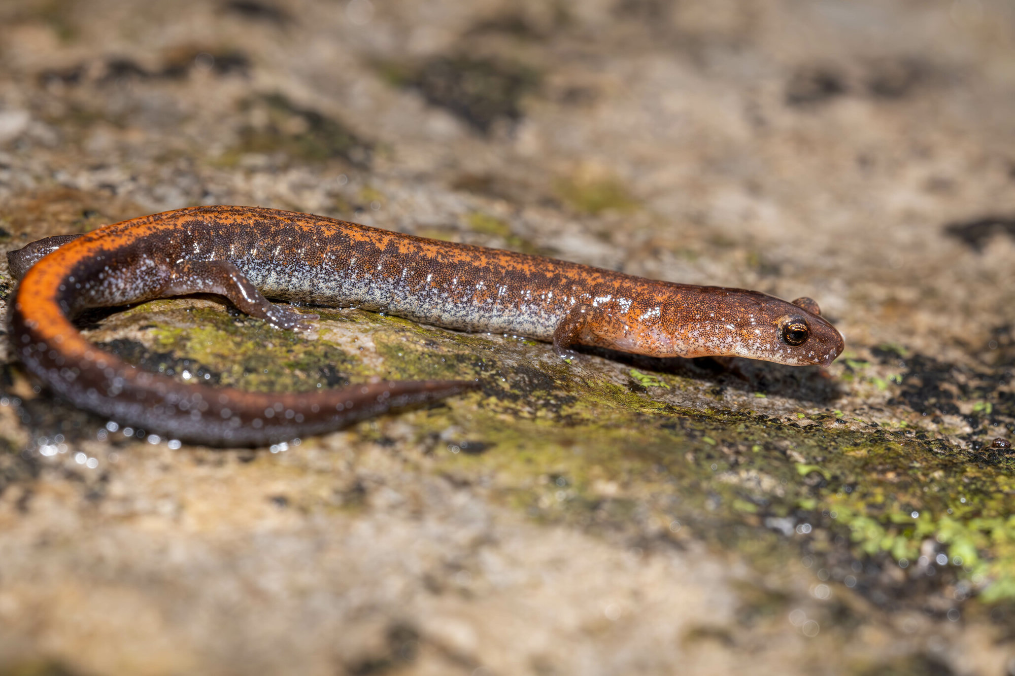 A southern zigzag salamander on a rock in north-west Georgia, dark with a wavy orange-red stripe down its back.