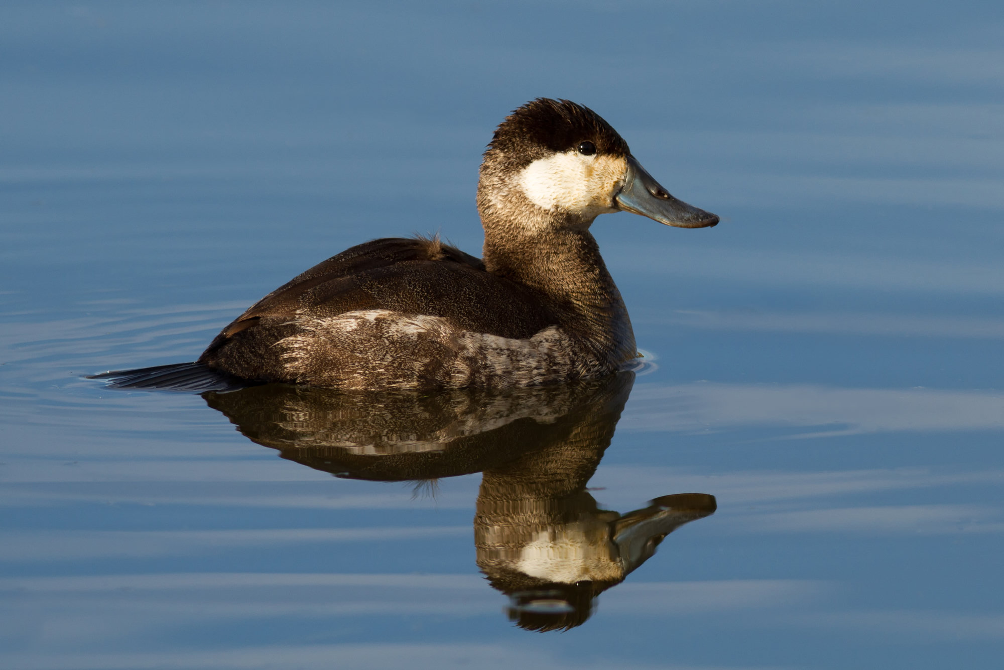 A ruddy duck resting on still blue water, its white cheek and dark cap reflected beneath it.
