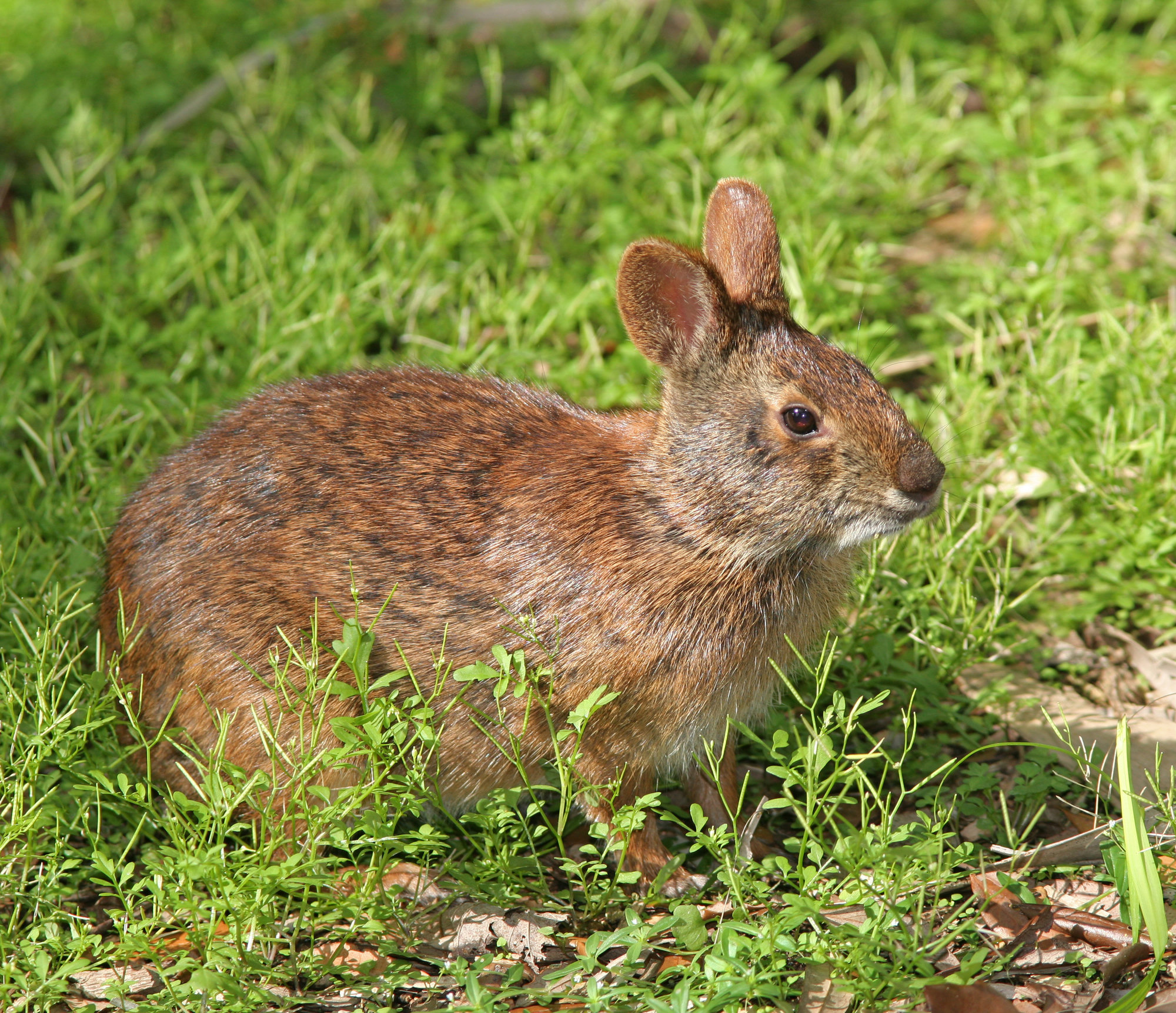 A marsh rabbit sitting in short green grass in warm light, its small rounded ears up.