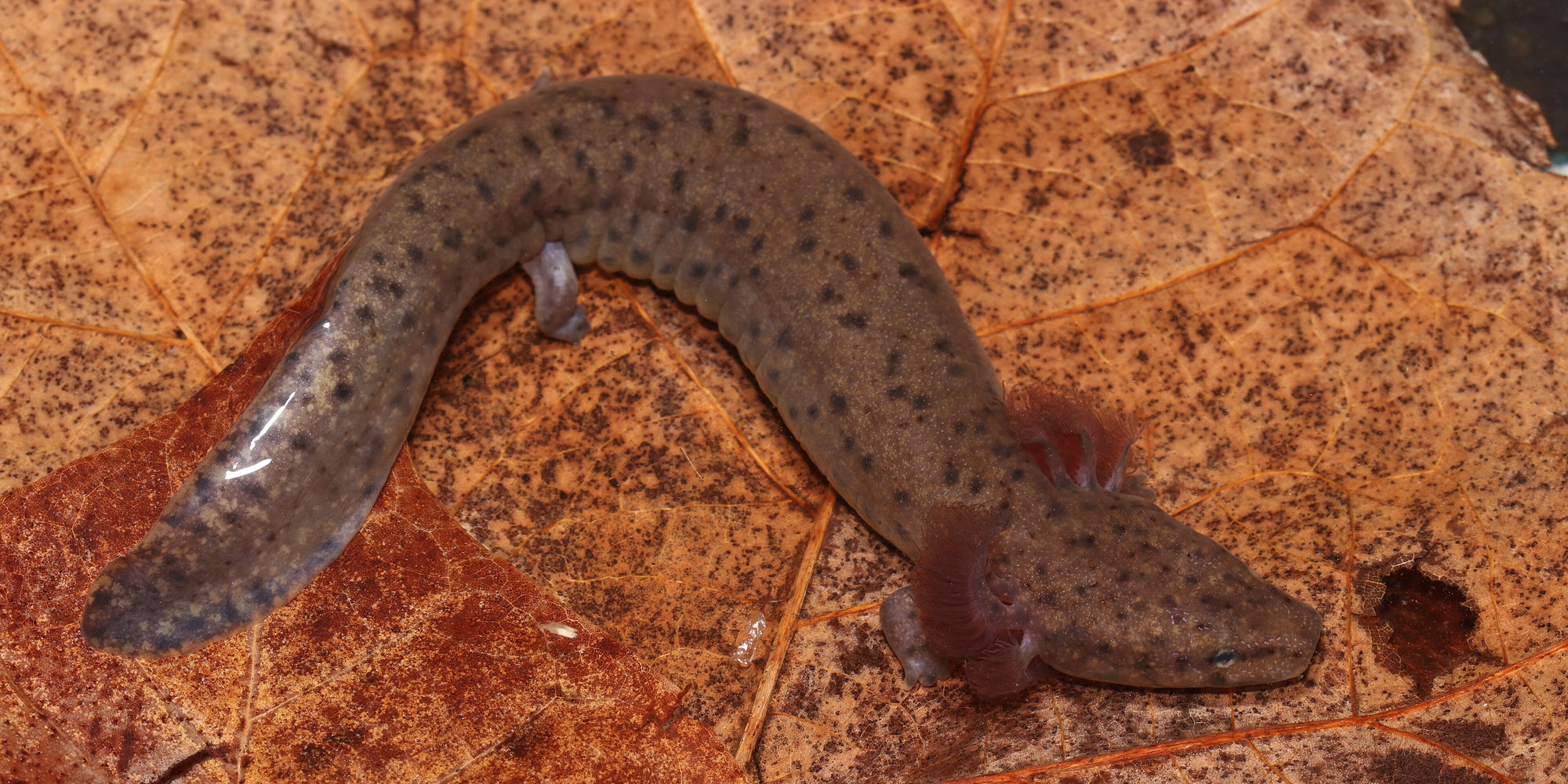 An Apalachicola waterdog on a wet leaf, brown and spotted, with bushy reddish gills behind its head.