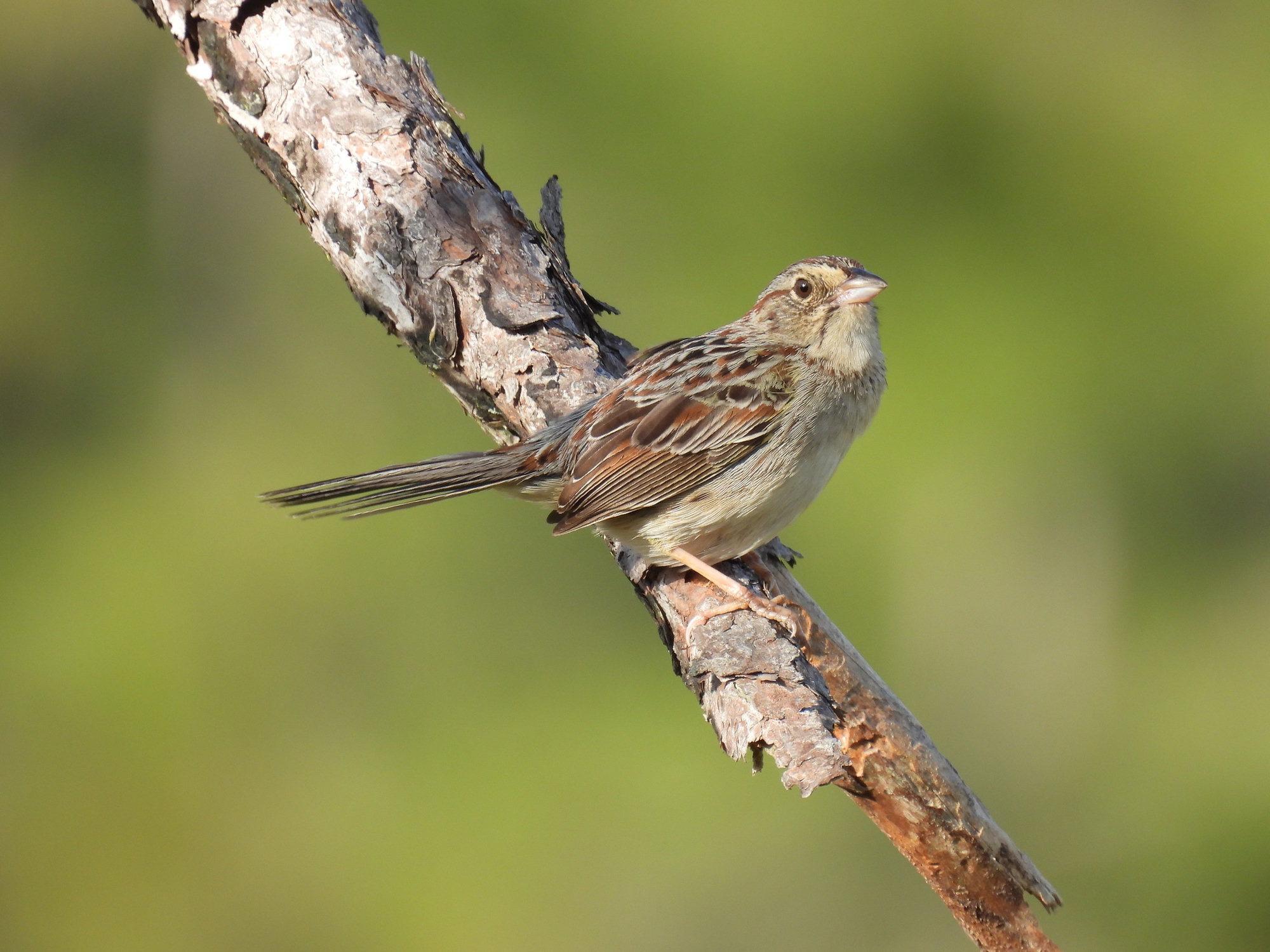 A Bachman's sparrow perched on a pine branch, a plain buff-breasted sparrow with a greyish face, a rusty-streaked back and a long, rounded tail.