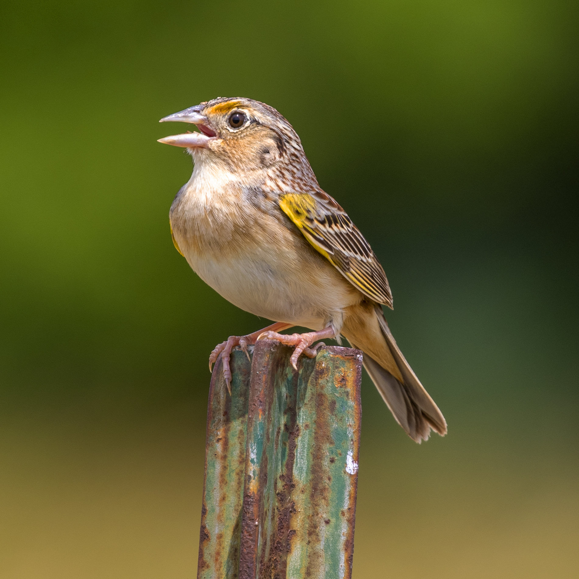 A grasshopper sparrow singing from the top of a metal post, with a flat head, a buff breast, an orange-yellow spot in front of the eye and a short, spiky tail.