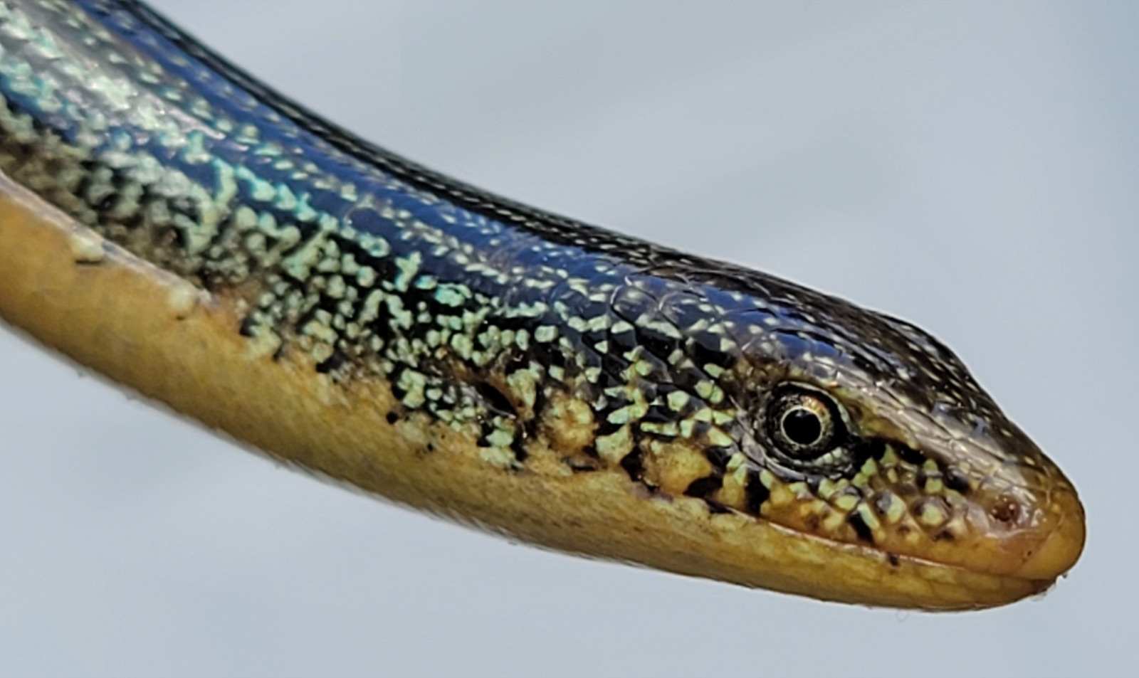 Close view of an eastern glass lizard's head, showing an external ear opening behind the eye and a movable eyelid.