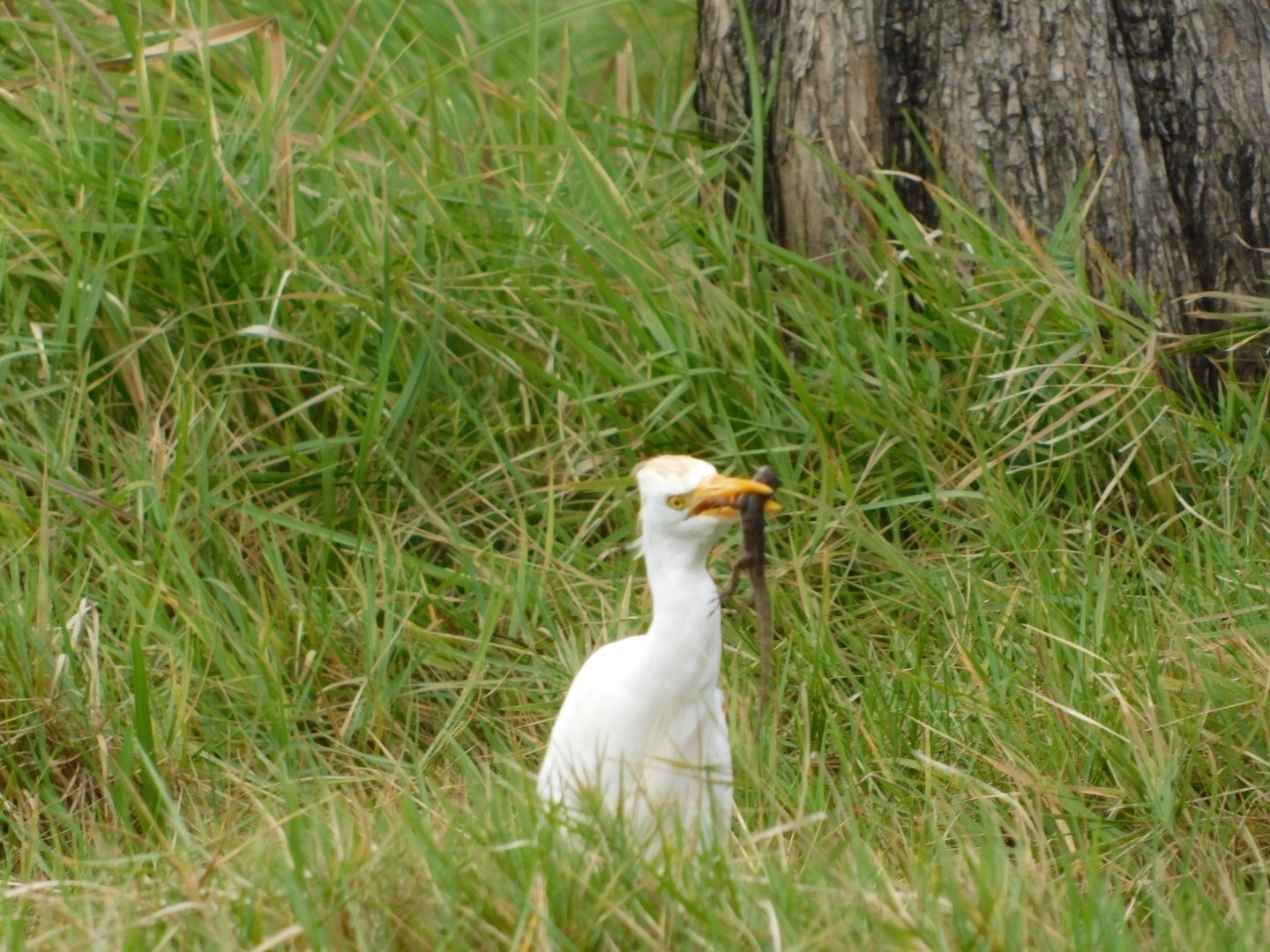 A cattle egret standing in long grass in Florida, a stocky white heron with a short neck and a thick yellow bill.