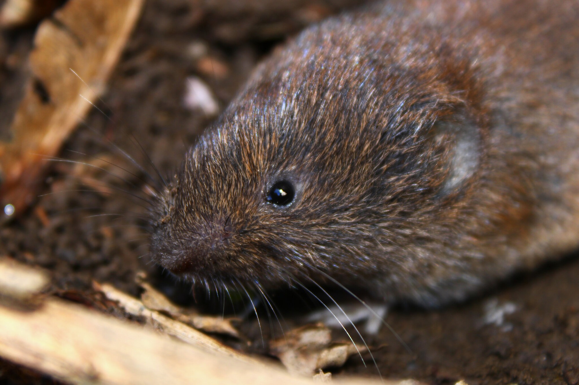 A close view of a woodland vole's face, with its short muzzle, small eye and soft chestnut fur.